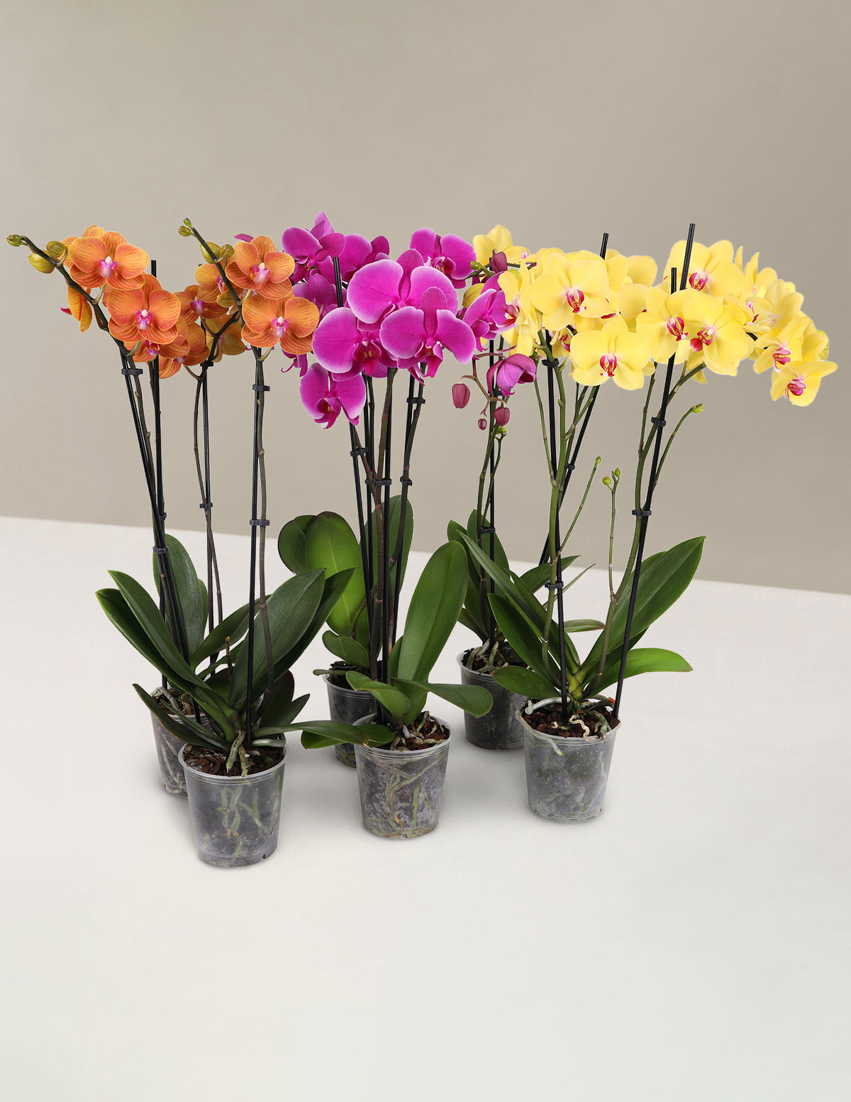 Orchid Confetti Parti Paketi