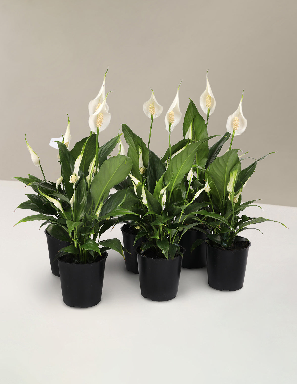 Barış Çiçeği (Spathiphyllum) Parti Paketi