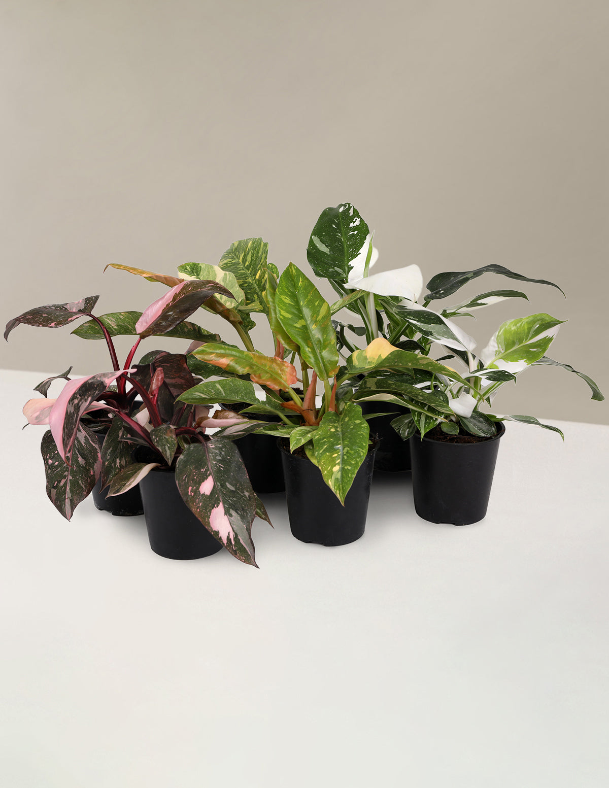 Fancy Philodendron Parti Paketi