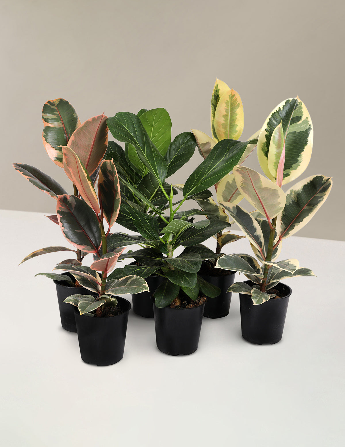 Fun Ficus Parti Paketi