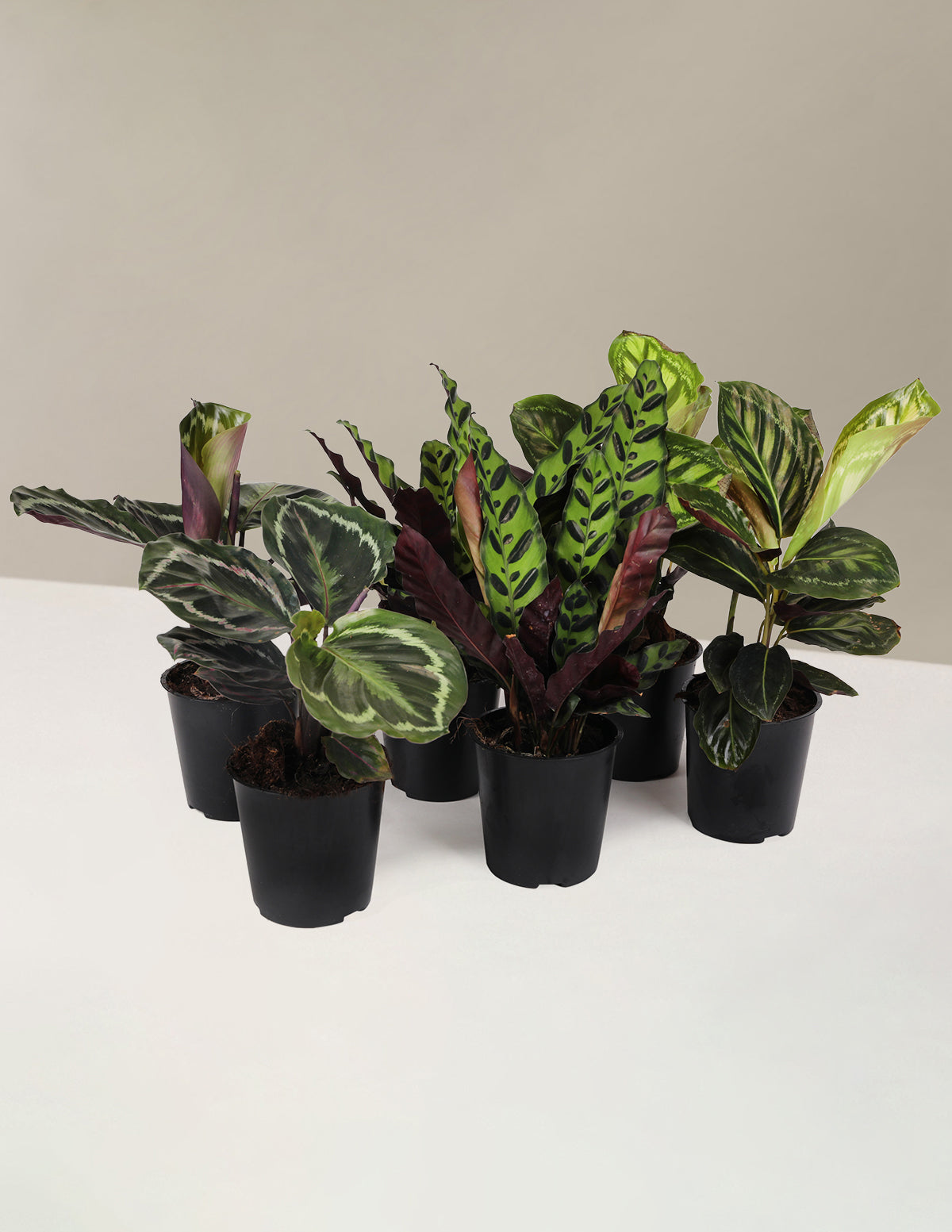 Desenli Calathea Parti Paketi