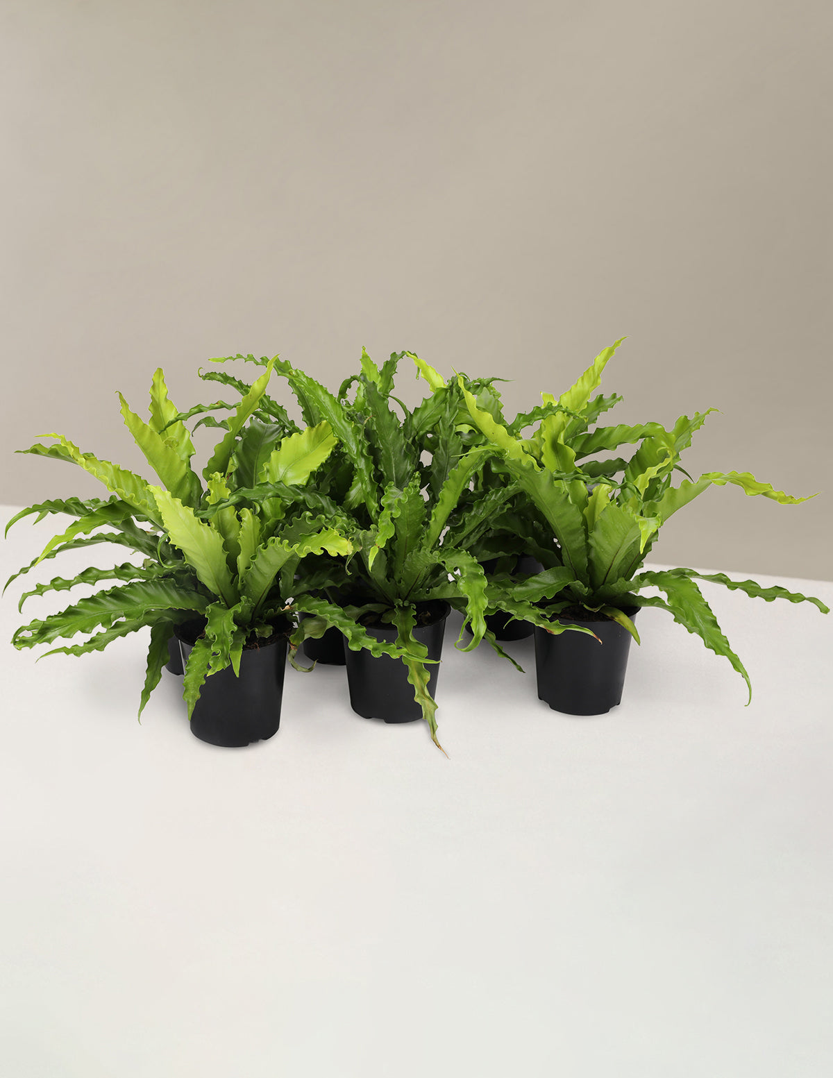 Fern Friends Parti Paketi