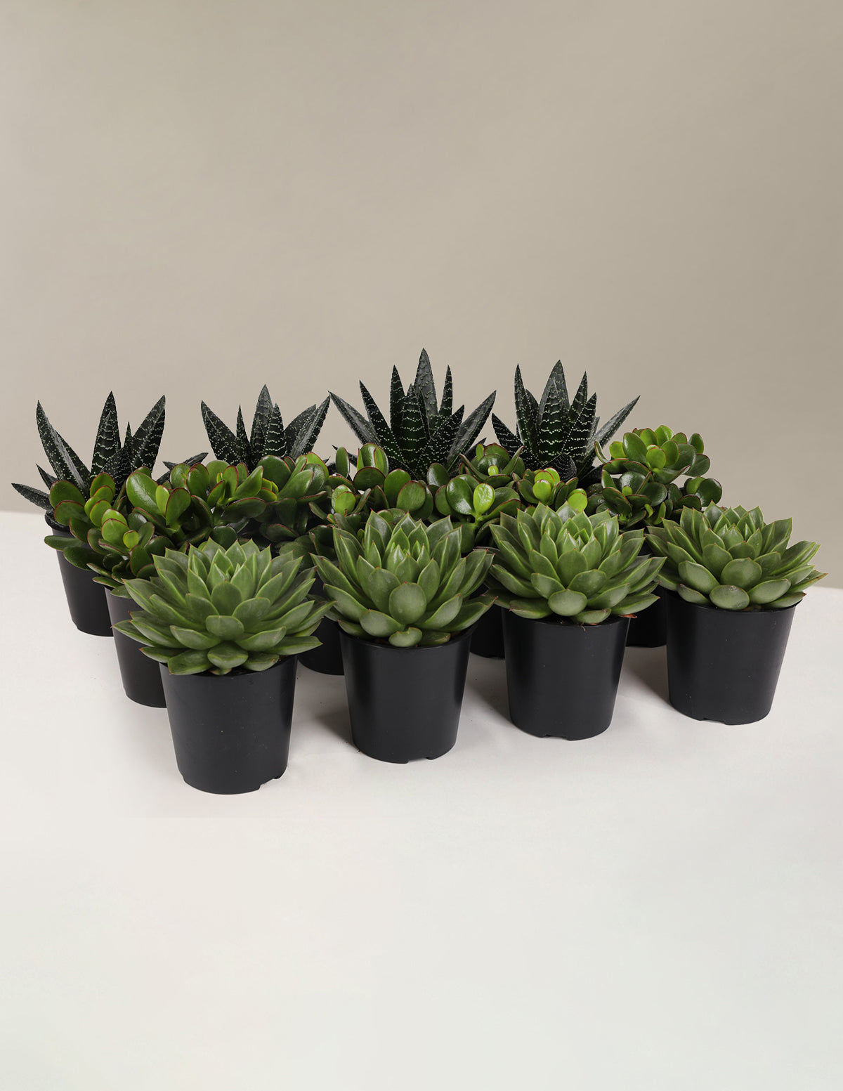 Succulent Squad Parti Paketi