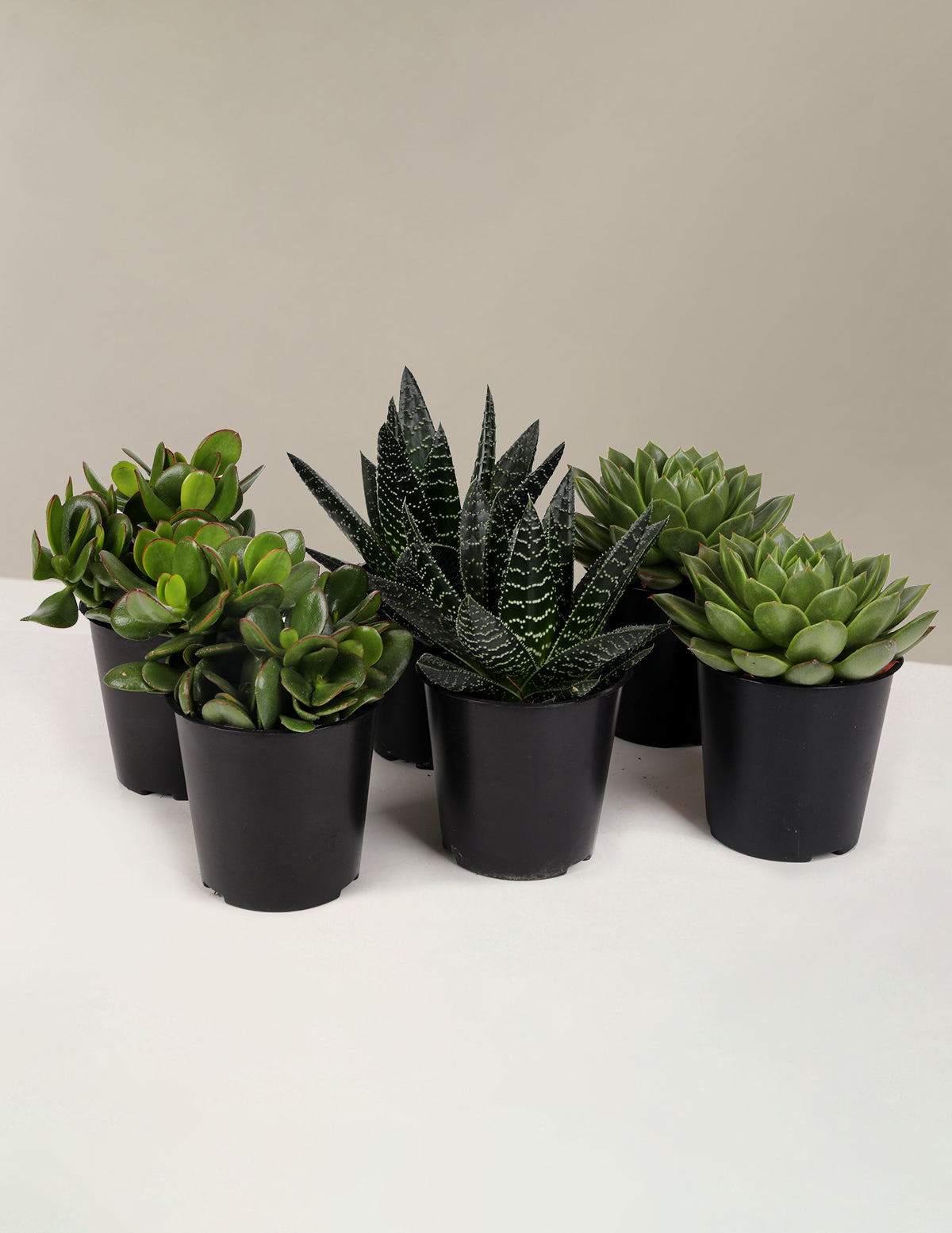Succulent Squad Parti Paketi