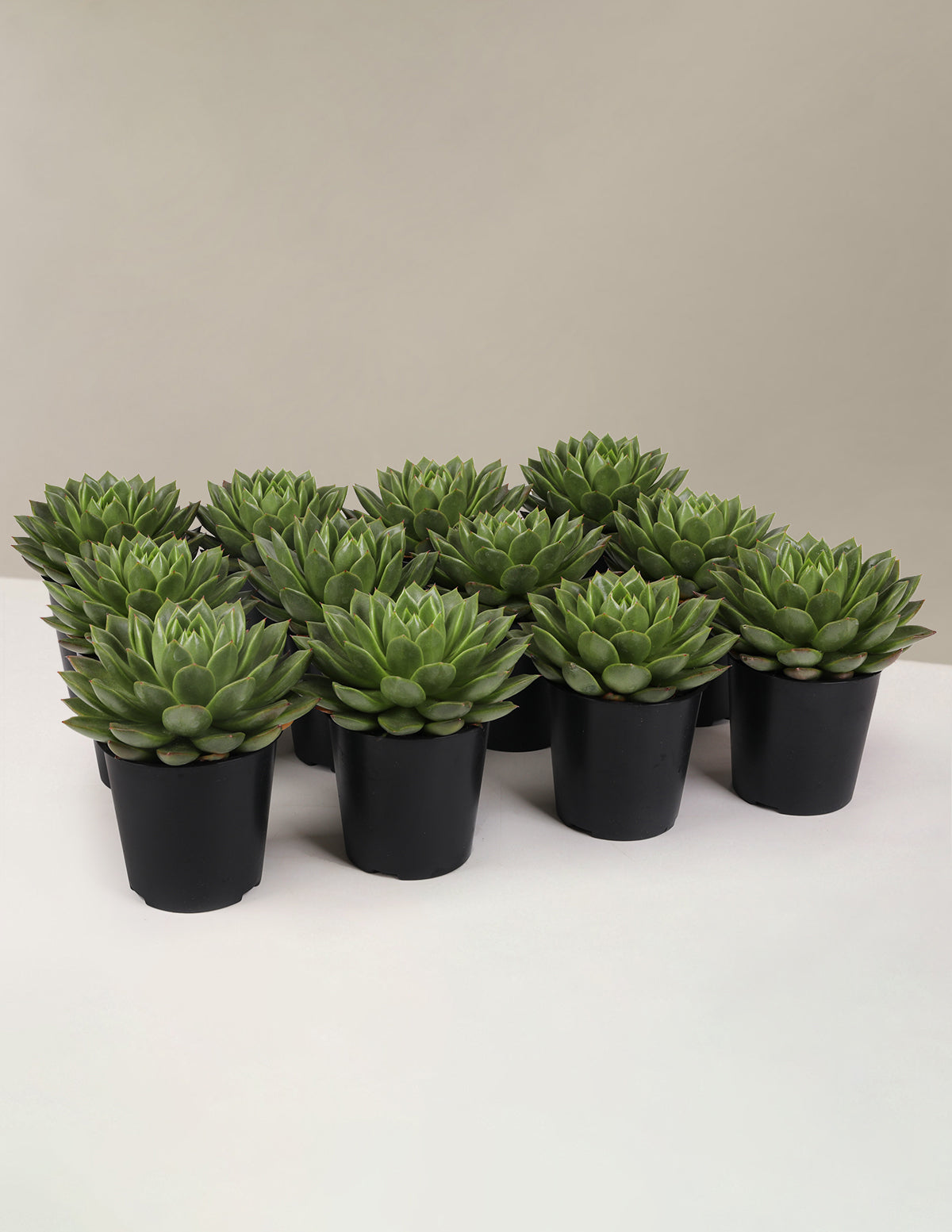 Echeveria Parti Paketi