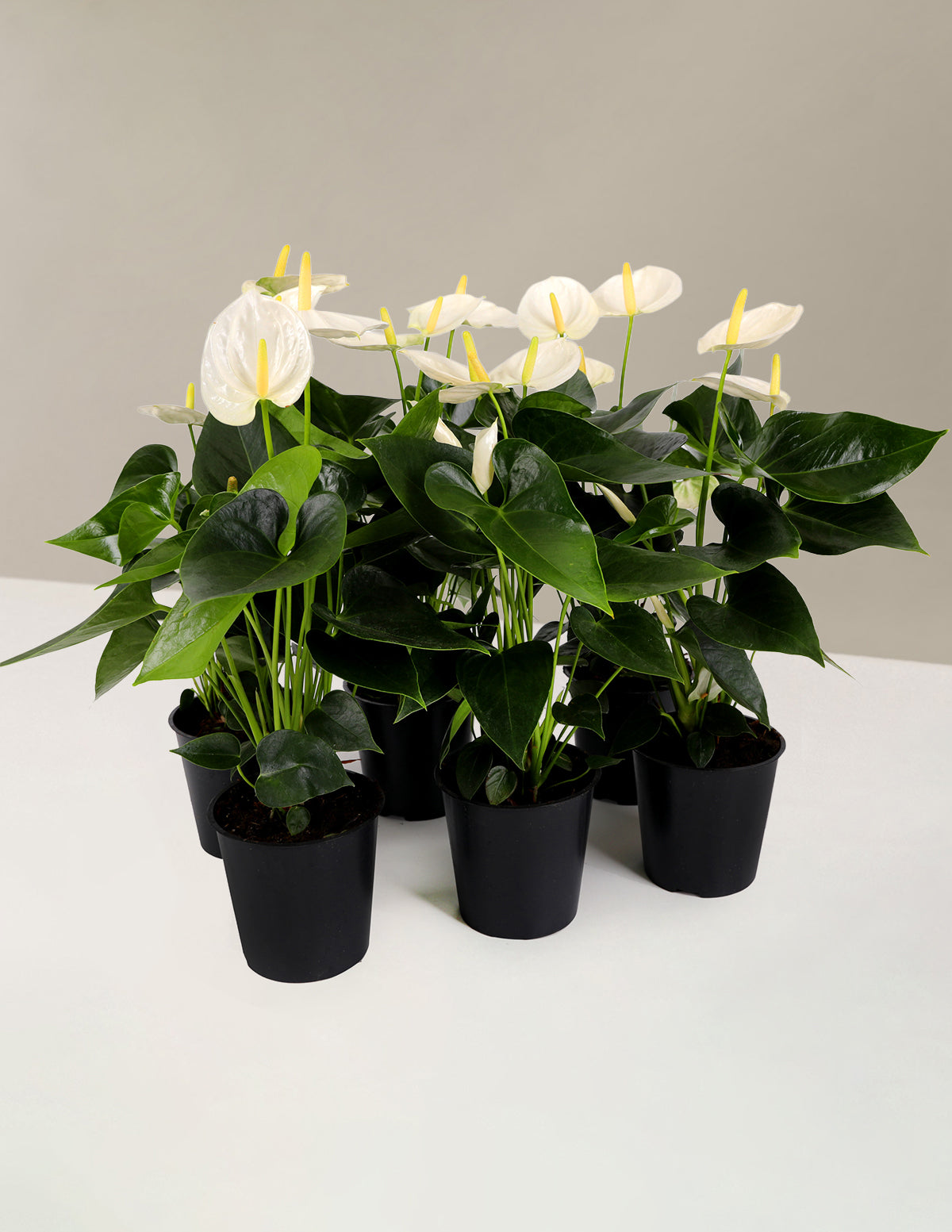 White Anthurium Parti Paketi
