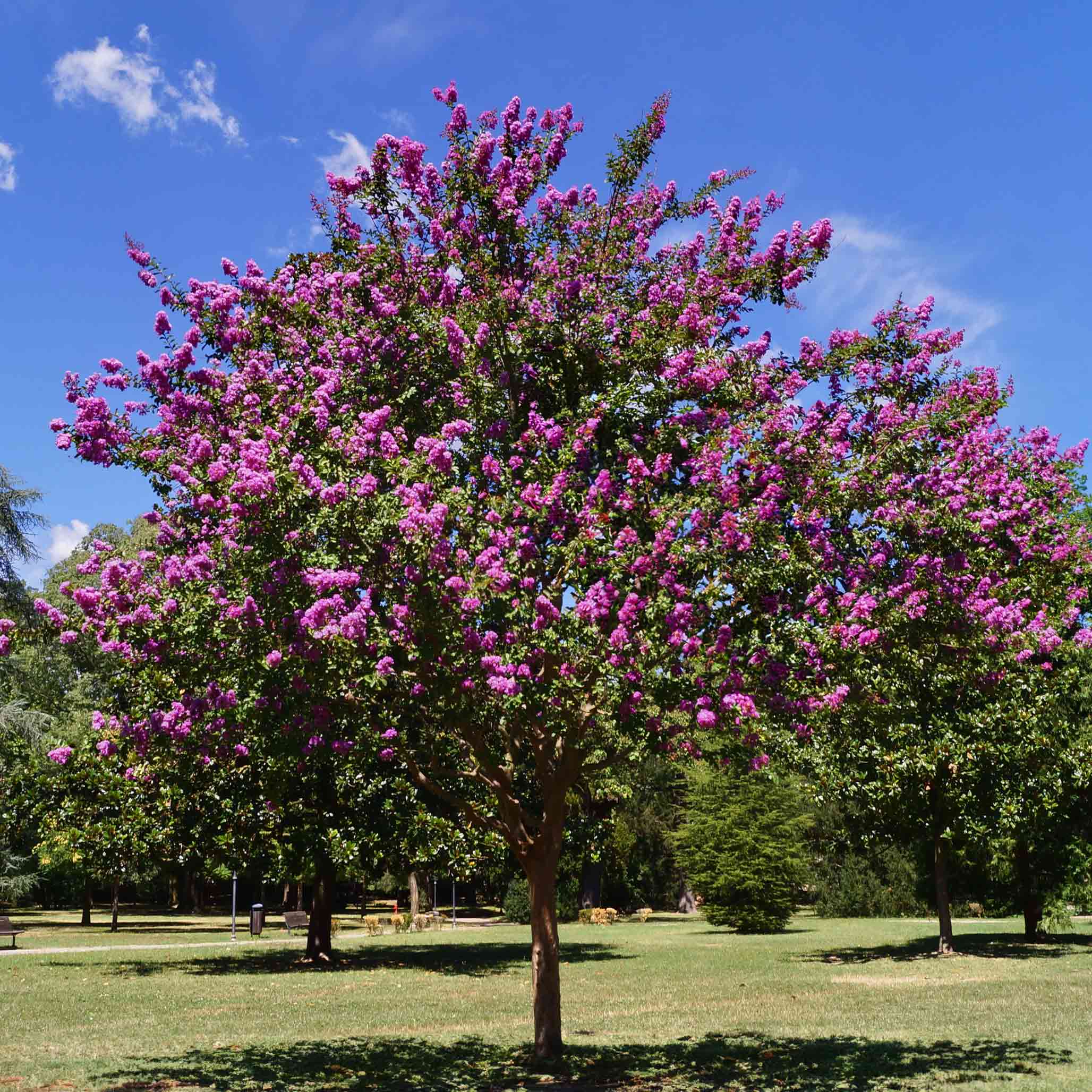 Catawba Crapemyrtle (Oya Ağacı)