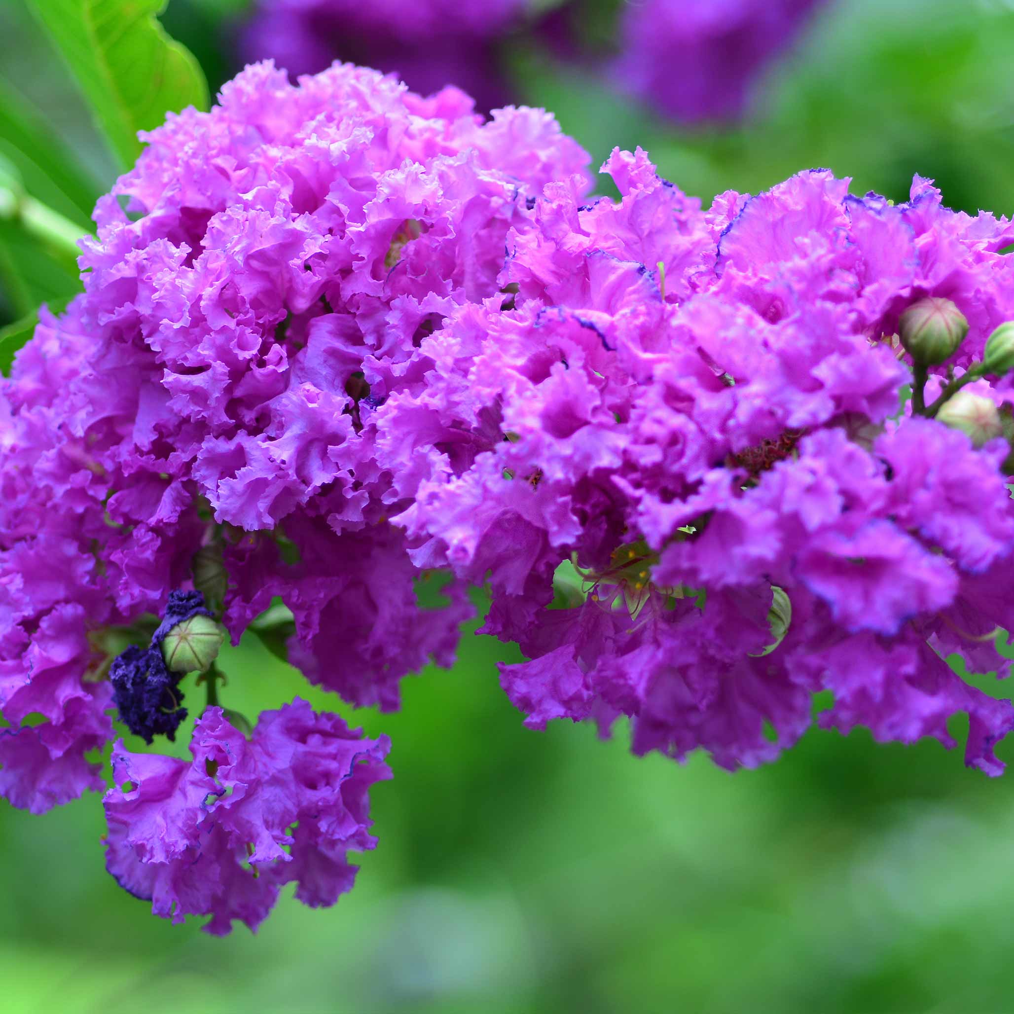 Catawba Crapemyrtle (Oya Ağacı)