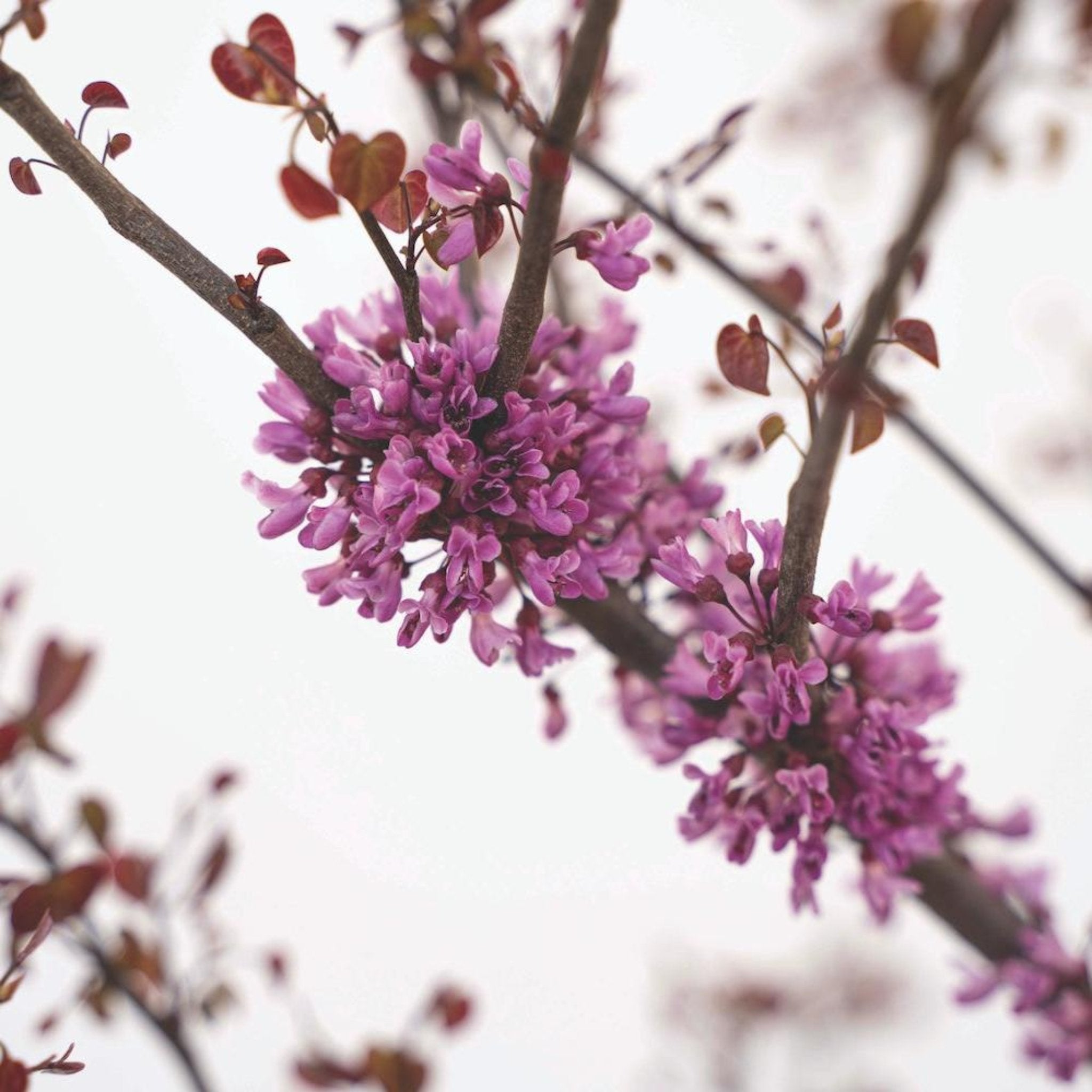 Garden Gems® Amethyst Erguvan