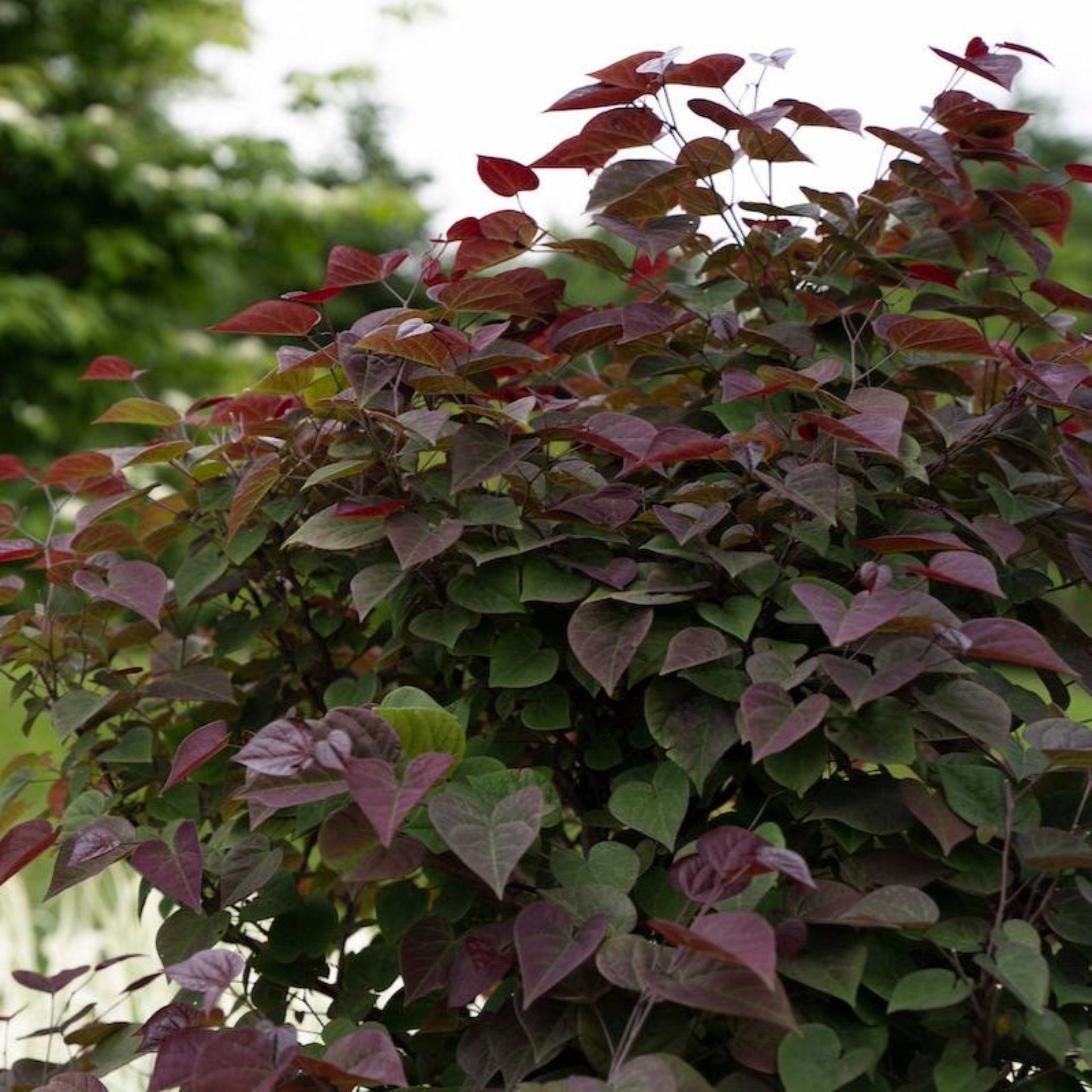Garden Gems® Amethyst Erguvan