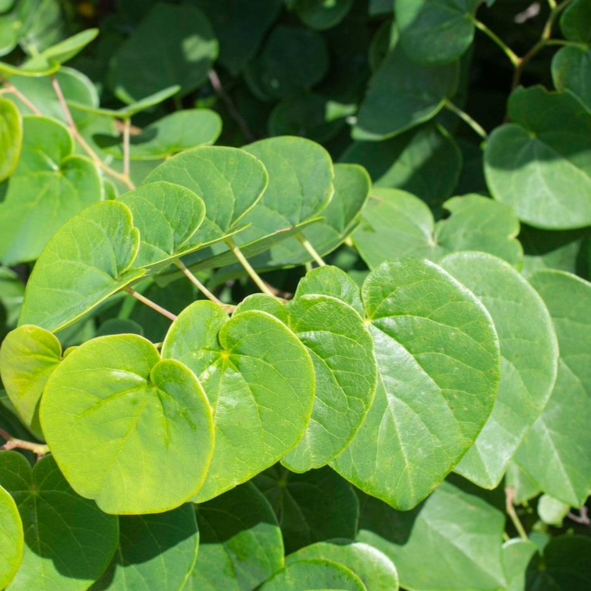 Garden Gems® Emerald Erguvan