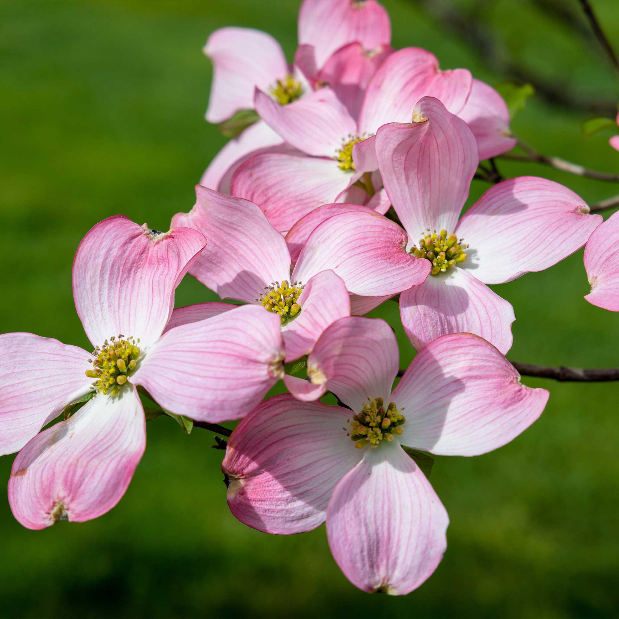 Cherokee Brave Pembe Çiçekli Kızılcık (Dogwood)