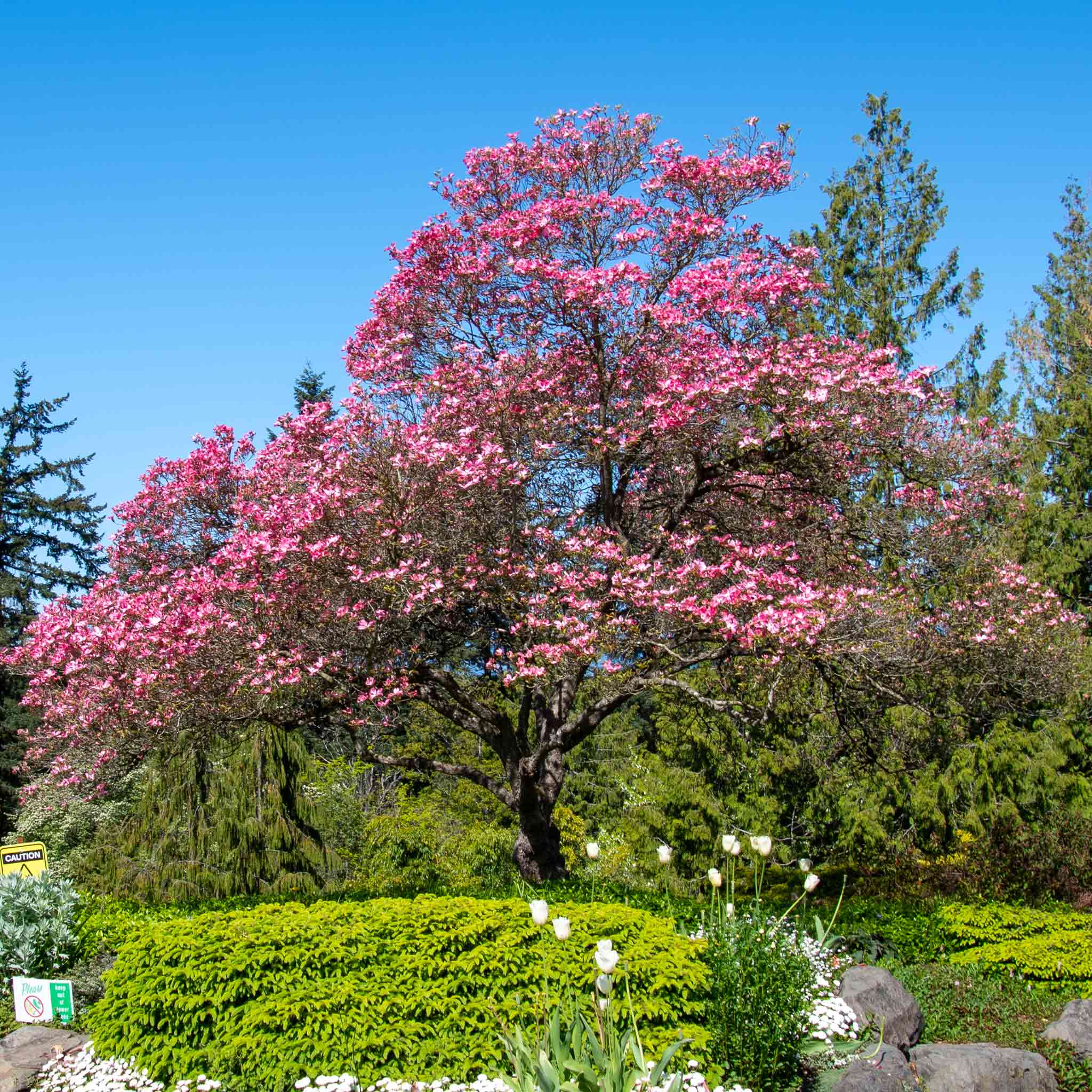 Cherokee Chief Pembe Kızılcık (Dogwood)