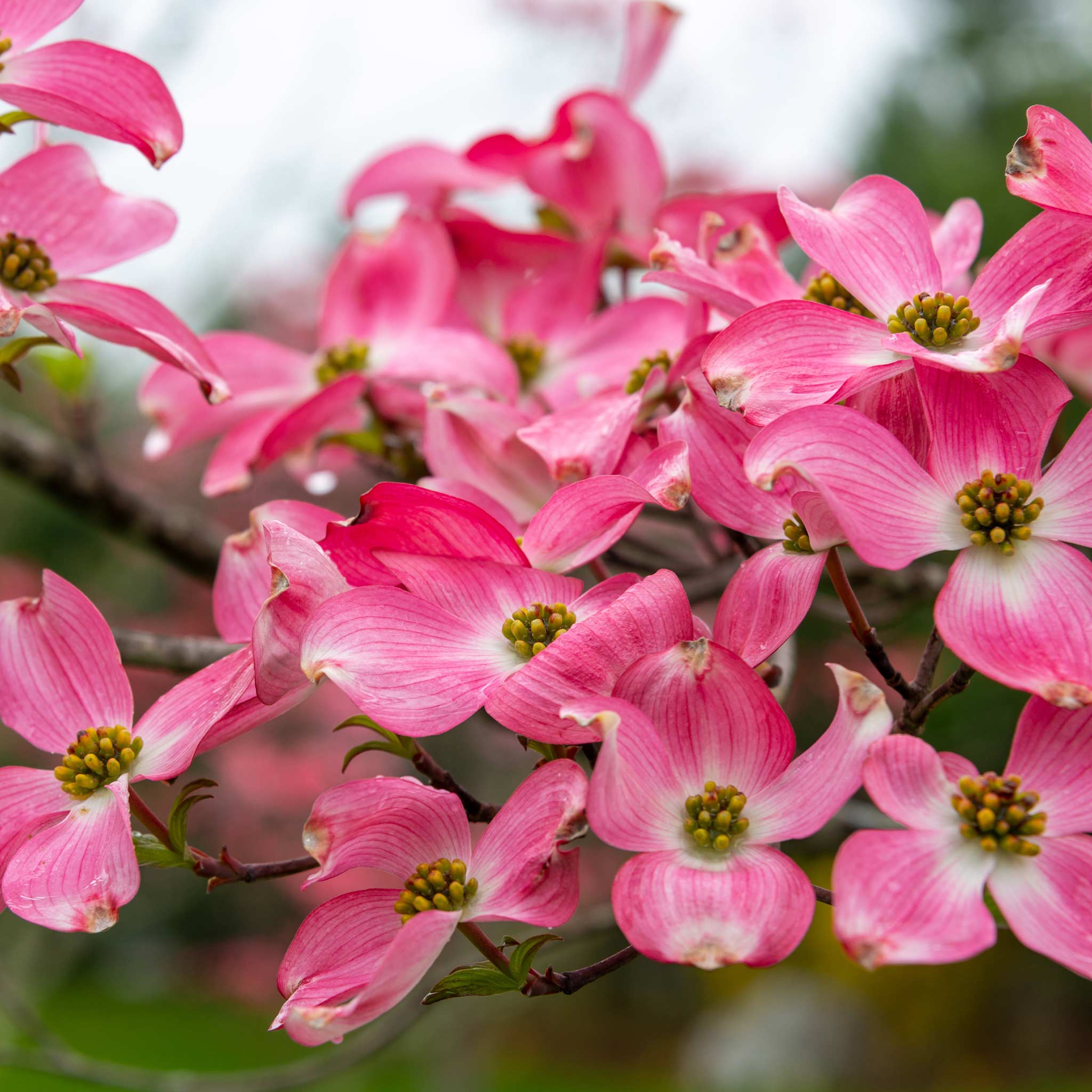 Cherokee Chief Pembe Kızılcık (Dogwood)