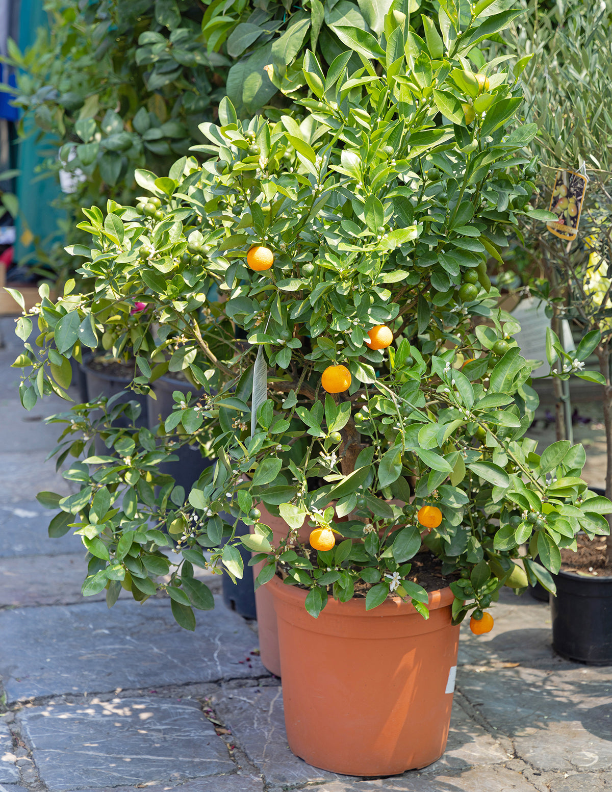 Clementine Mandalina Ağacı