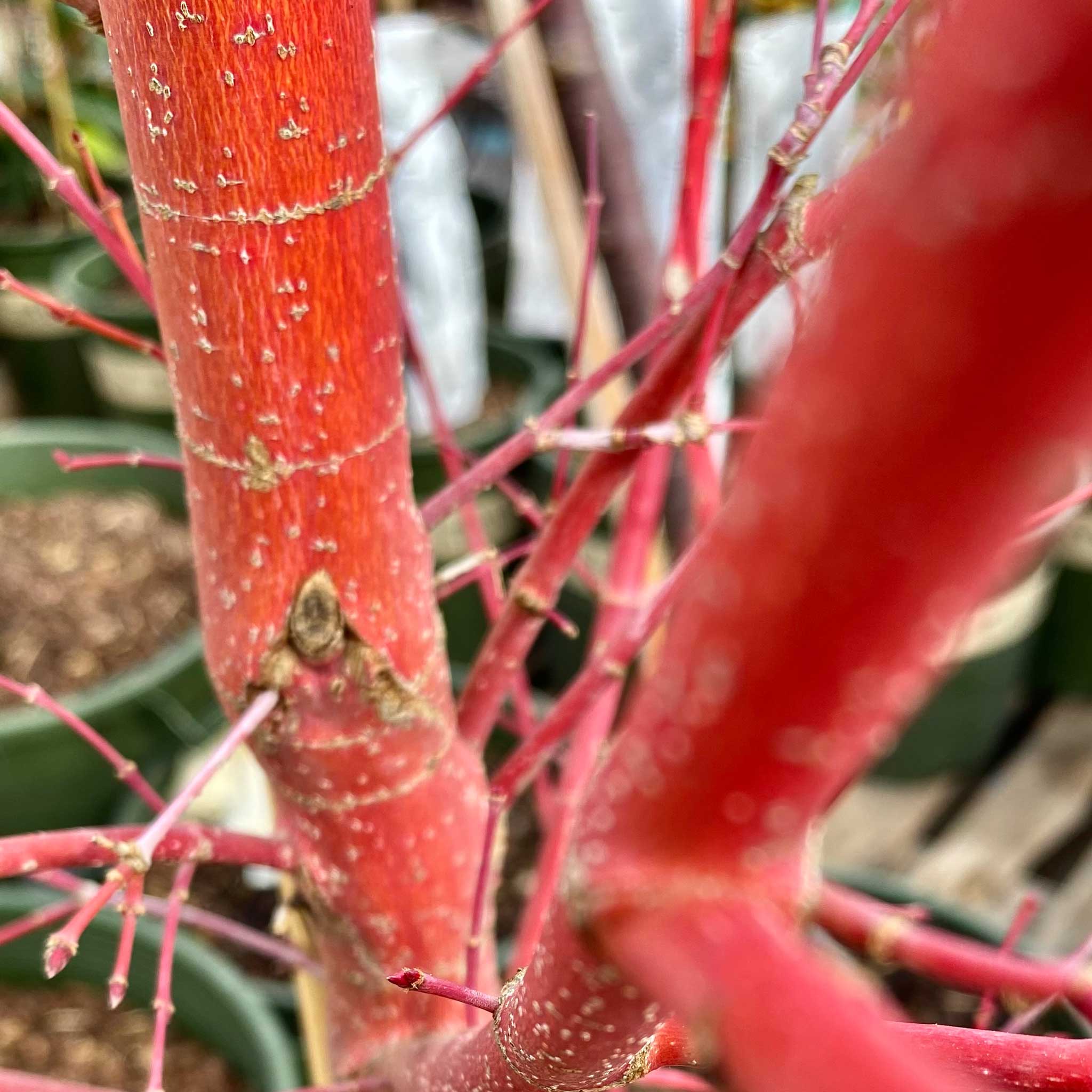 Coral Bark Japon Akçaağacı