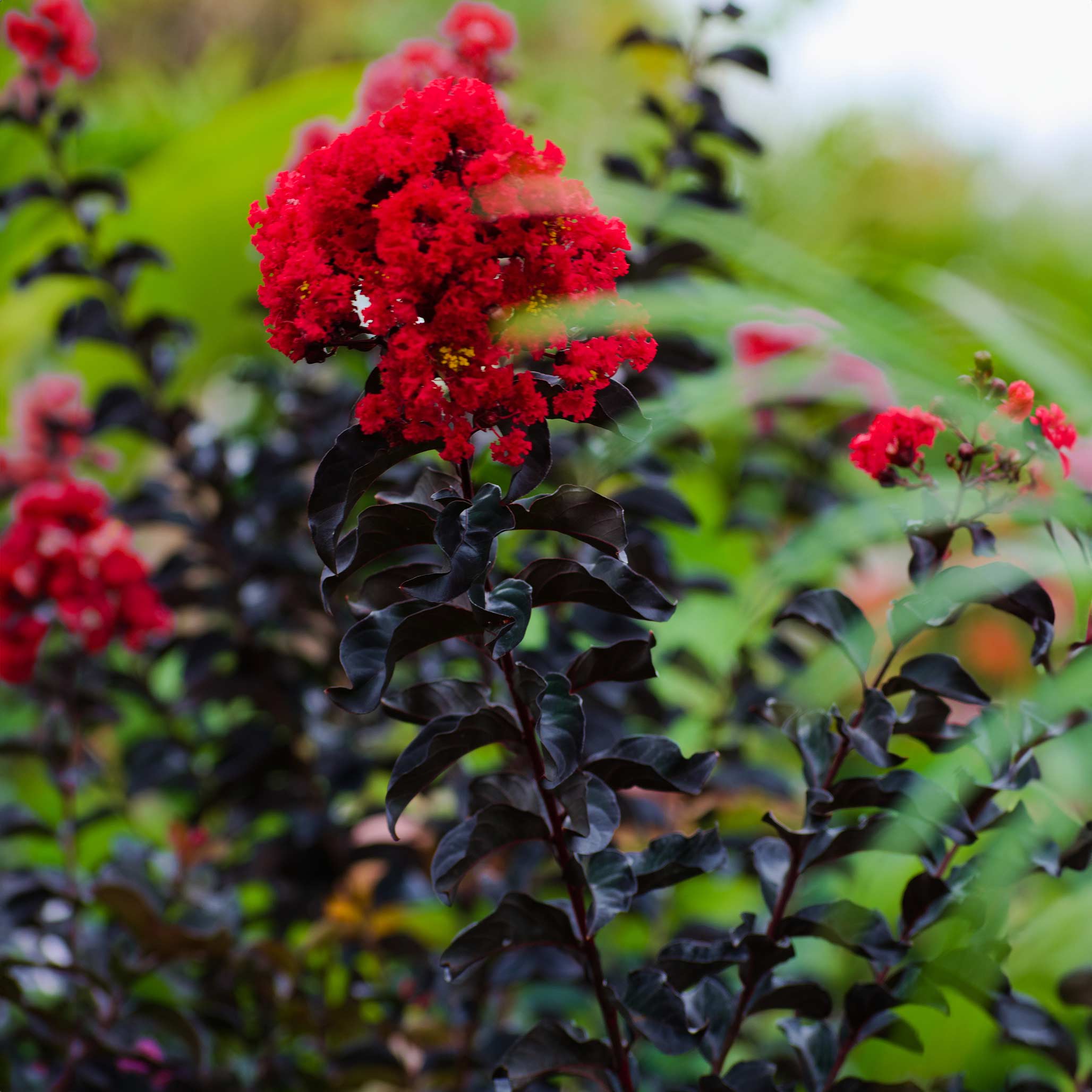 Thunderstruck™ Rumblin' Red™ Oya Ağacı (Crapemyrtle)