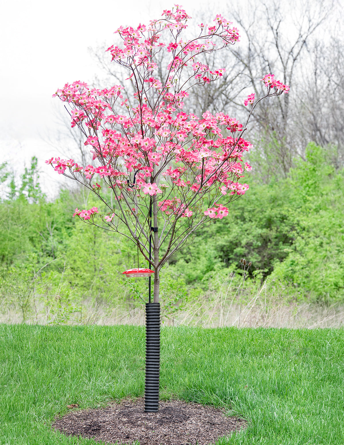 Cherokee Chief Pembe Kızılcık (Dogwood)