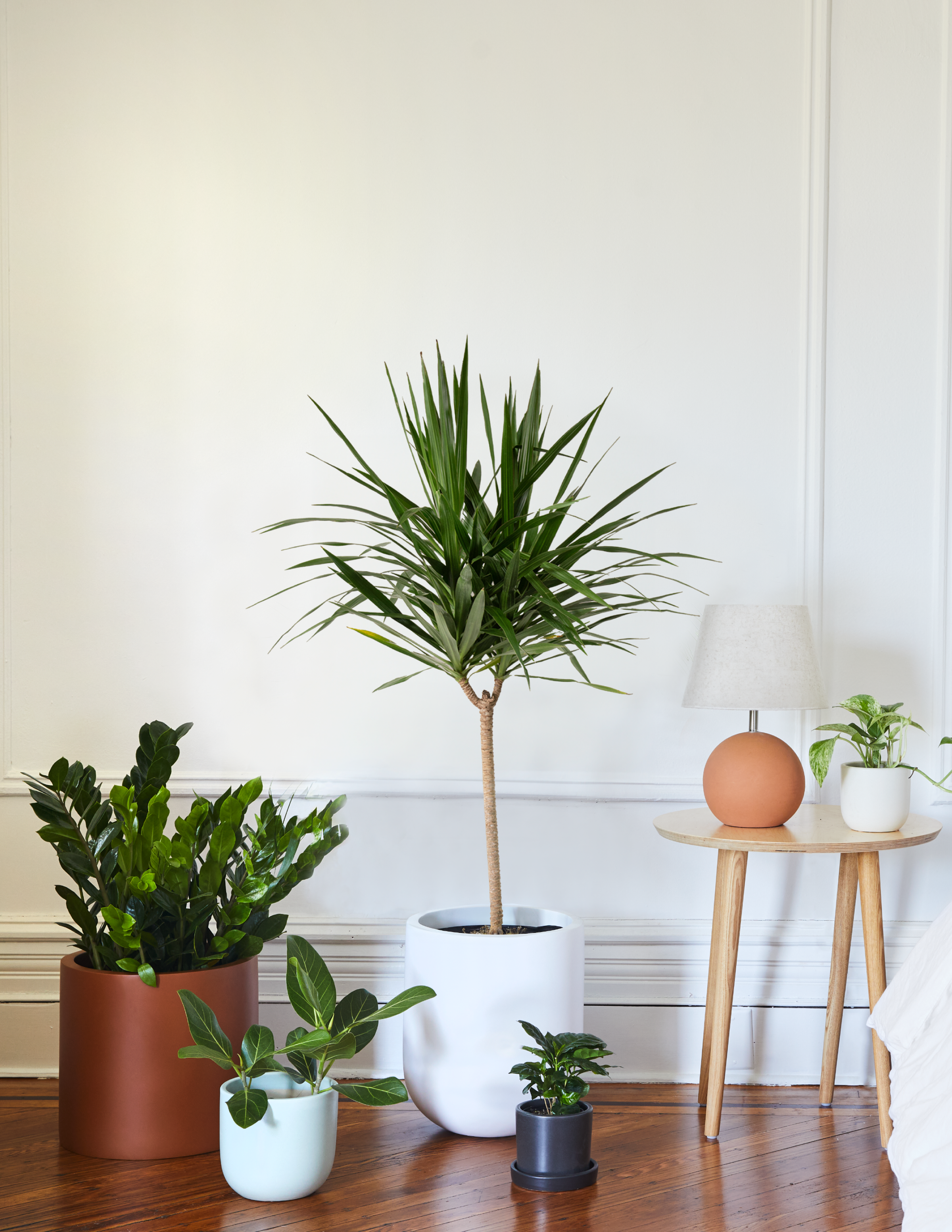 Büyük Boy Dracaena Tarzan