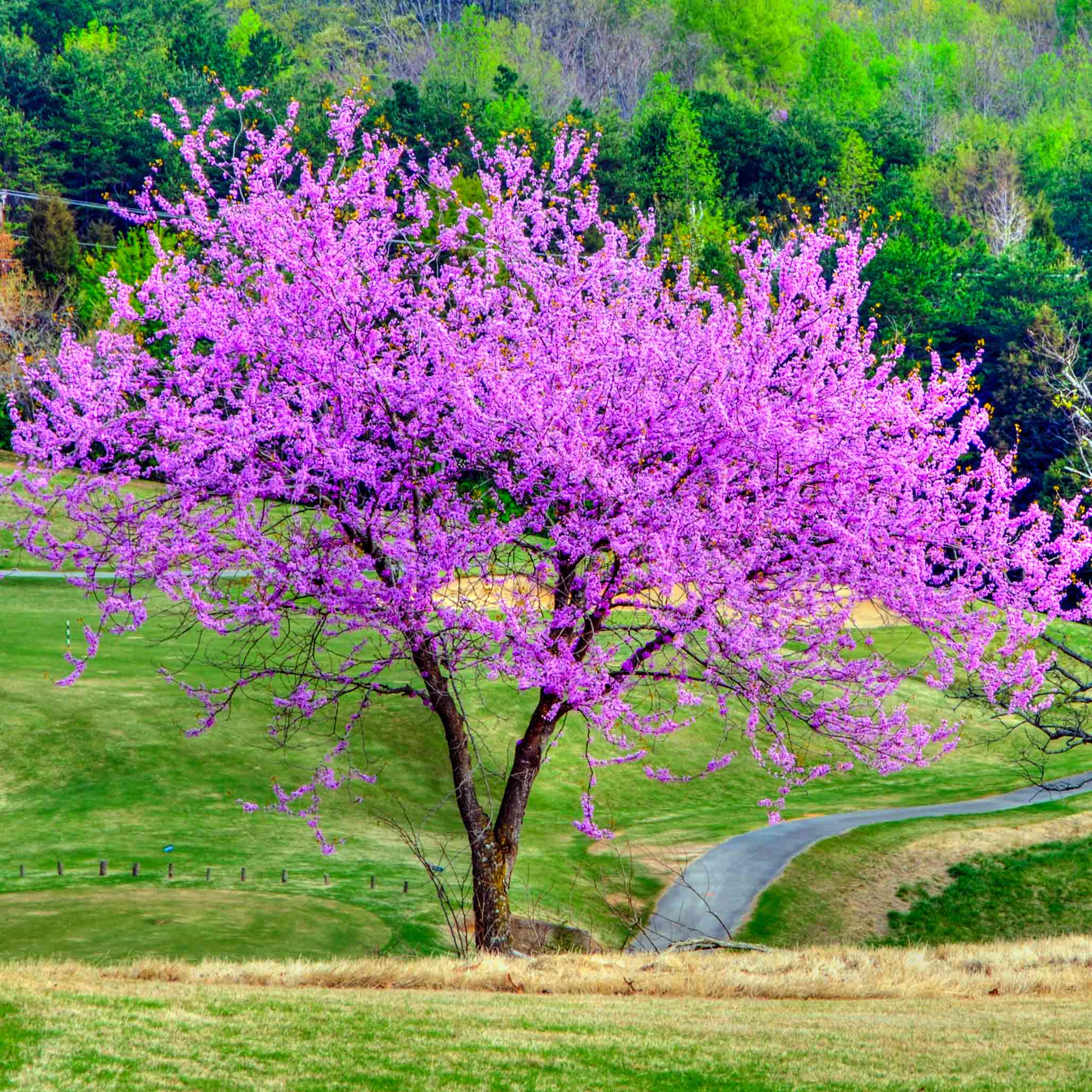 Erguvan (Eastern Redbud)