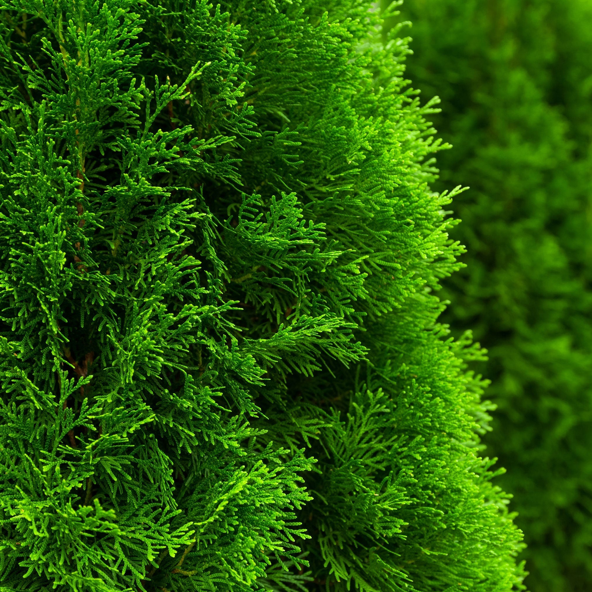 Emerald Green Arborvitae (Zümrüt Yeşil Mazı)