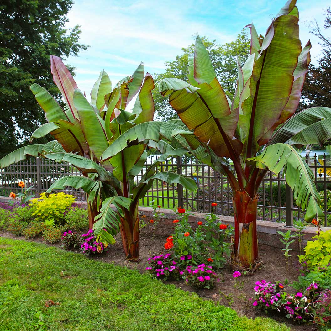 Ensete Muz Bitkisi