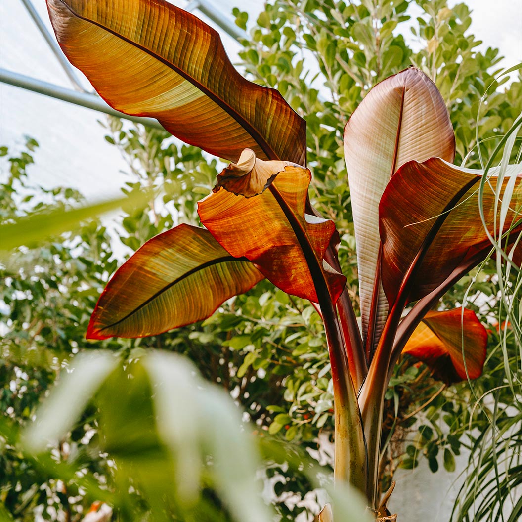 Ensete Muz Bitkisi