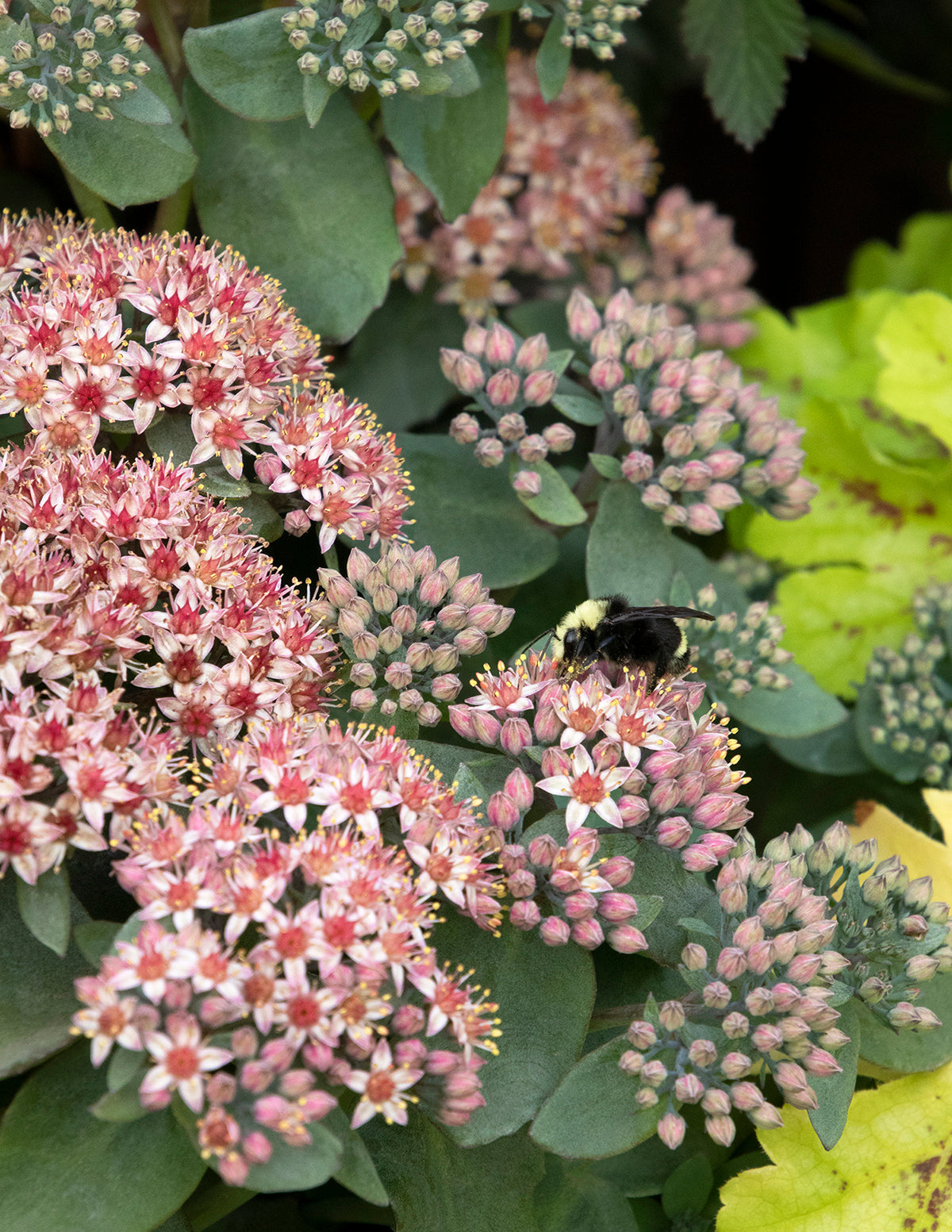 Evolution™ Emerald Ice Damkoruğu (Sedum)