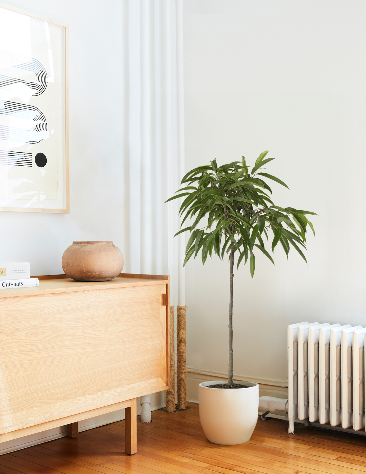 Büyük Boy Ficus Alii