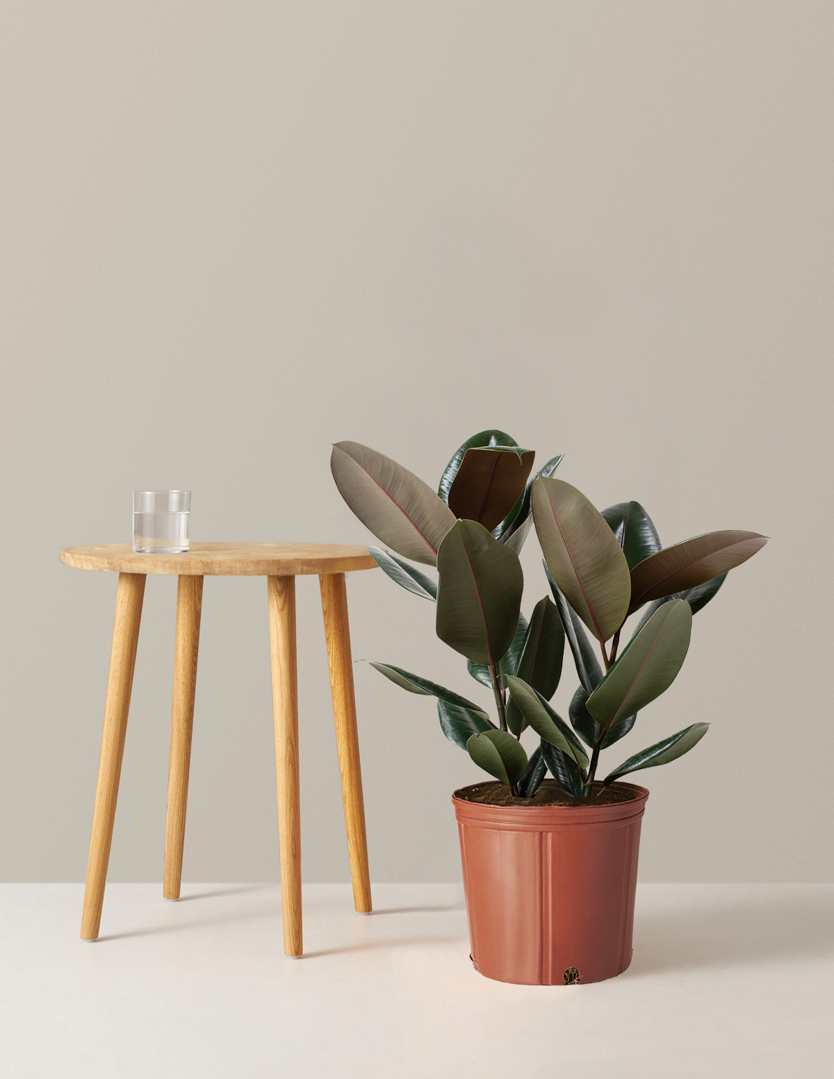 Ficus Burgundy Kauçuk Bitkisi