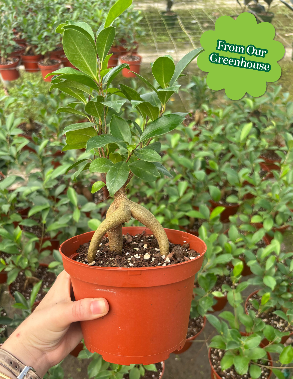 Ficus Ginseng