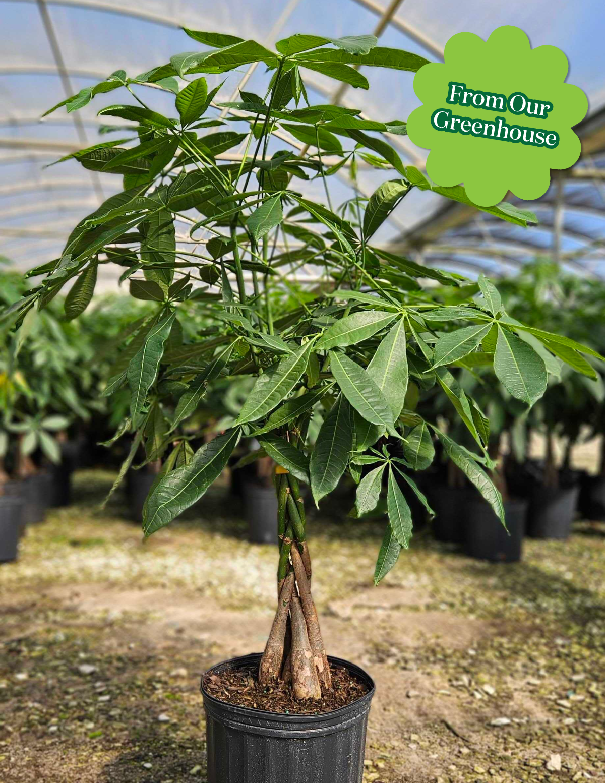 Para Ağacı (Money Tree)
