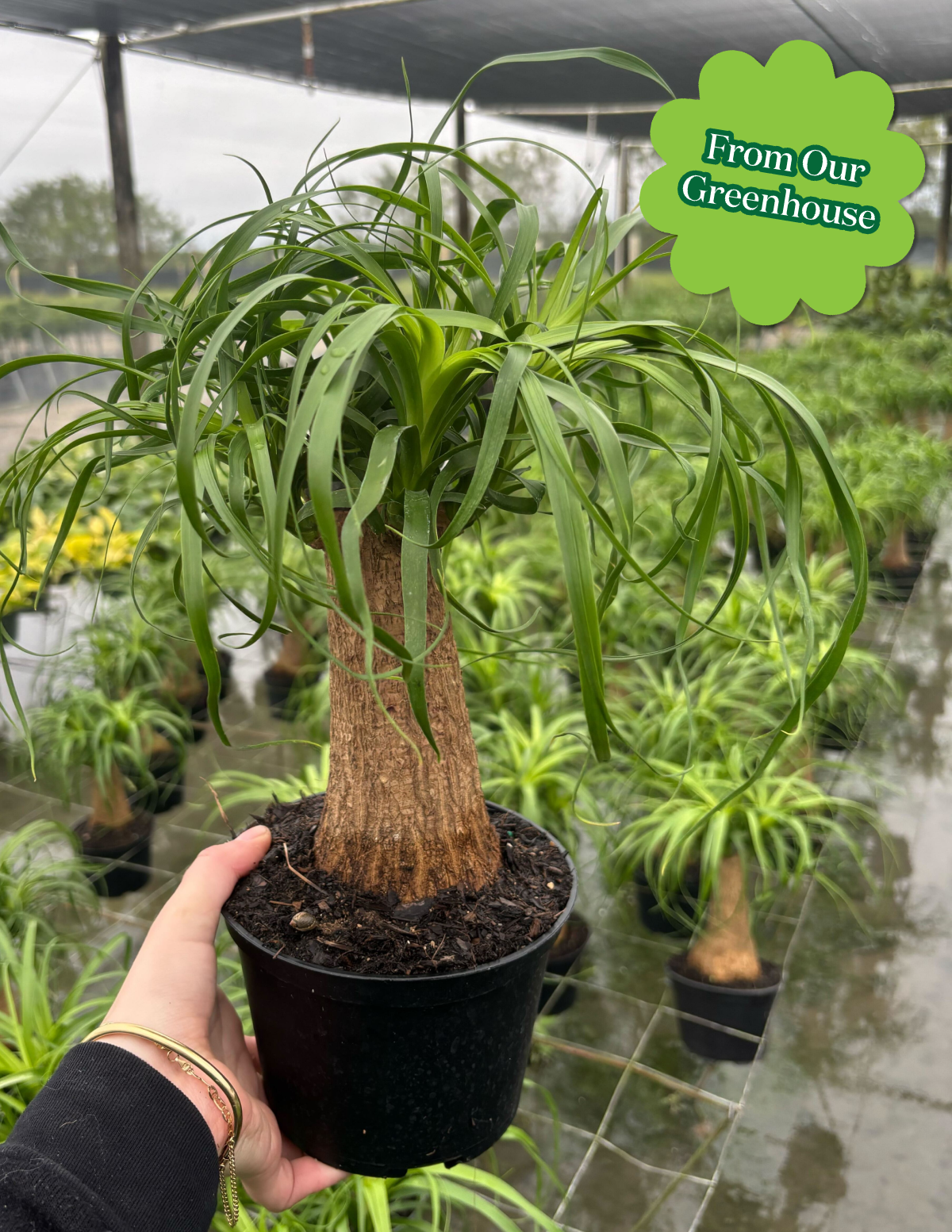 Ponytail Palm (Beaucarnea recurvata)