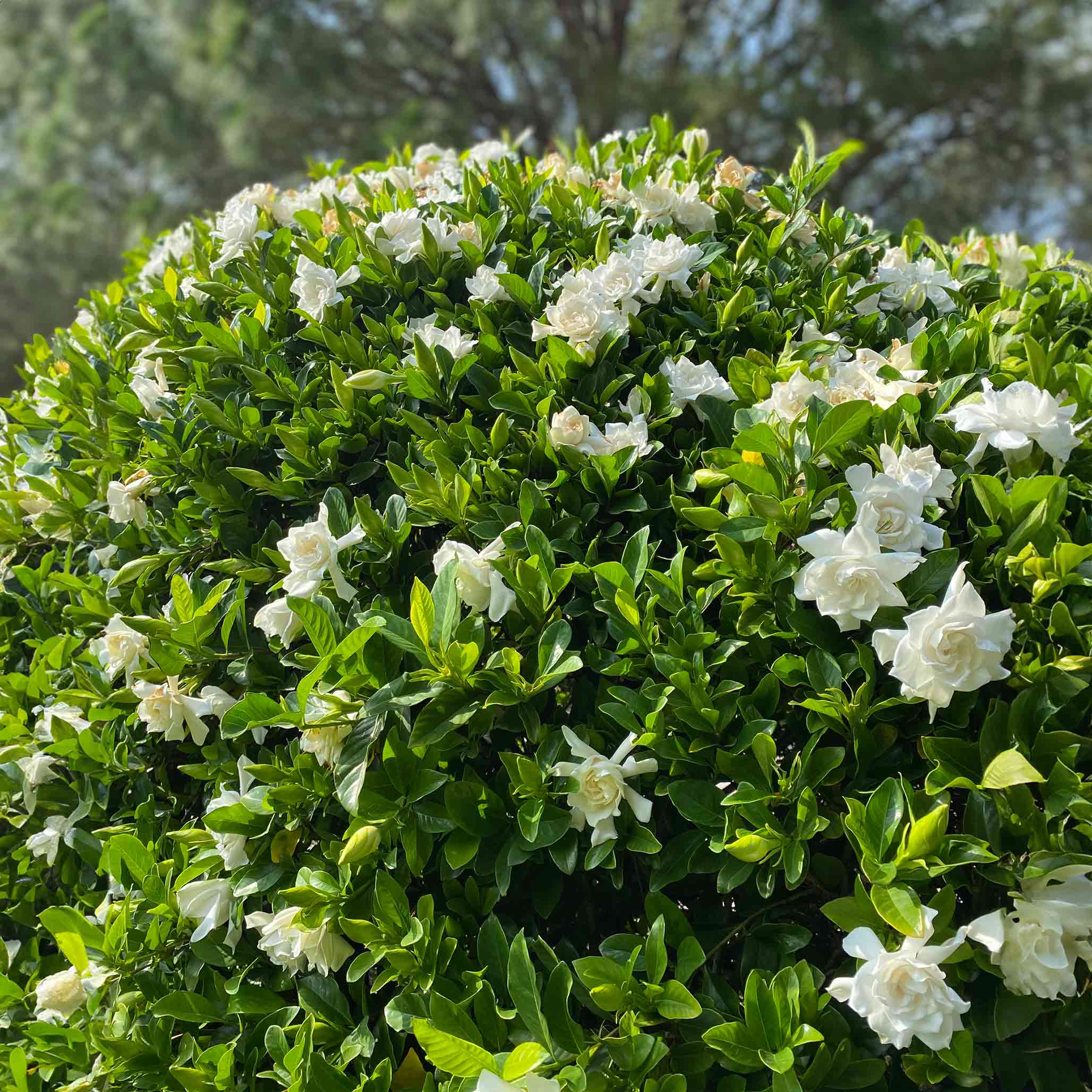 Frost Proof Gardenia (Donmaya Dayanıklı Gardenya)