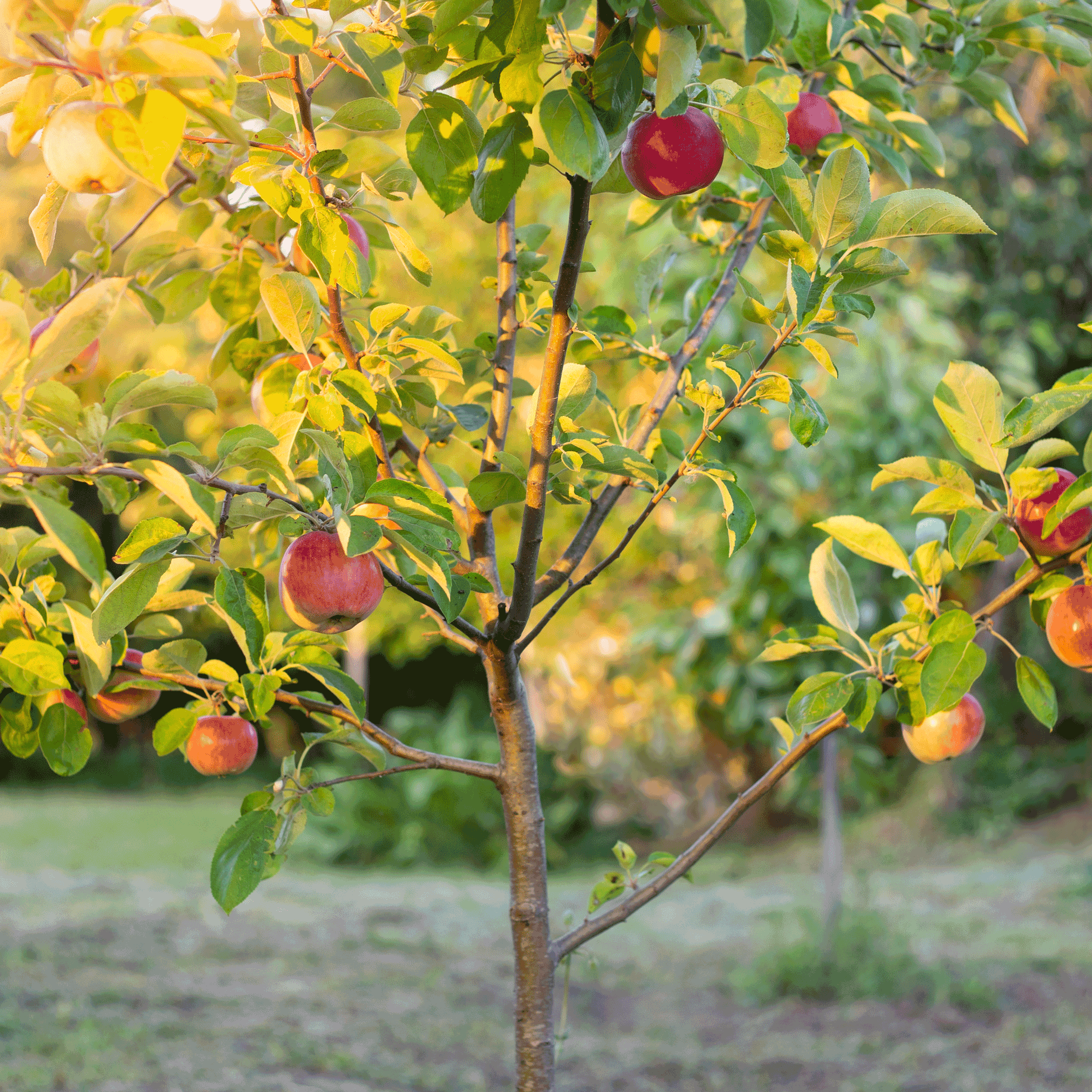 Apple Orchard (Elma Bahçesi) Paketi