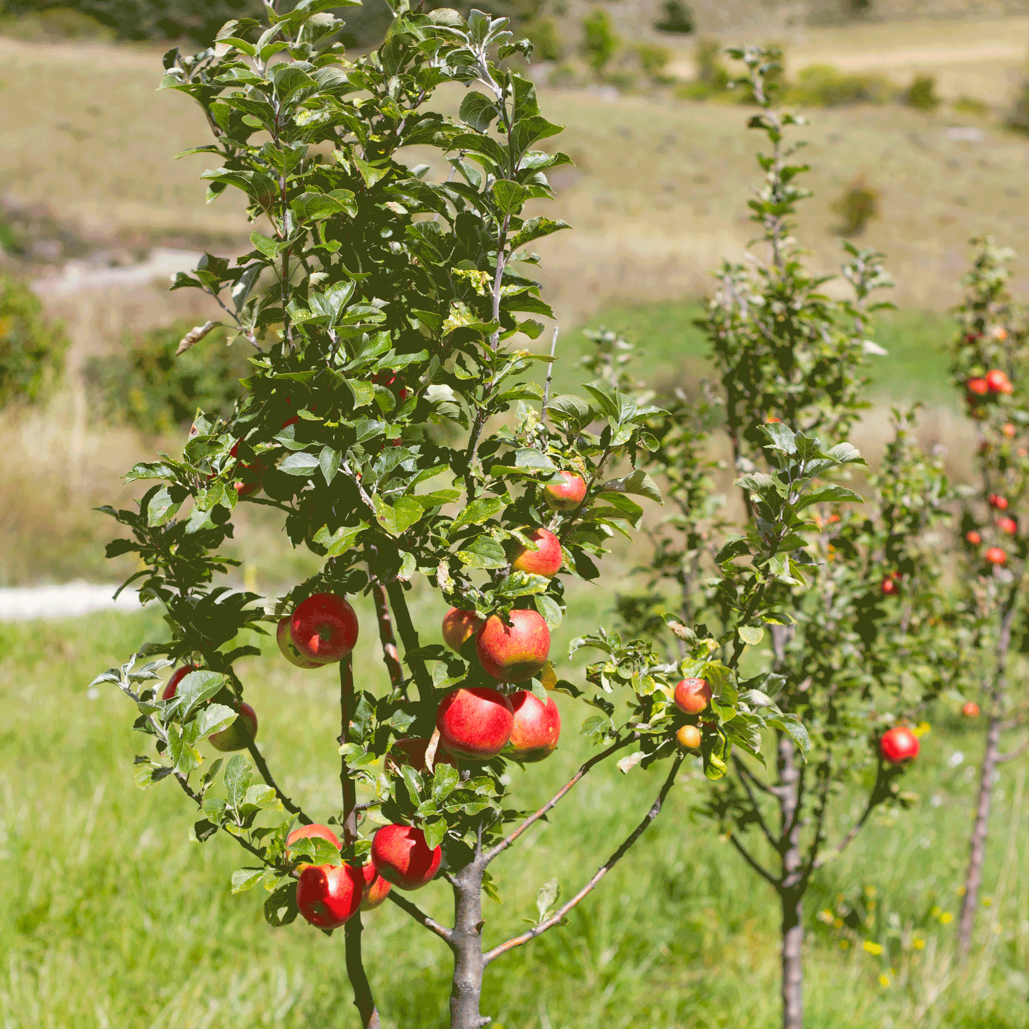 Apple Orchard (Elma Bahçesi) Paketi