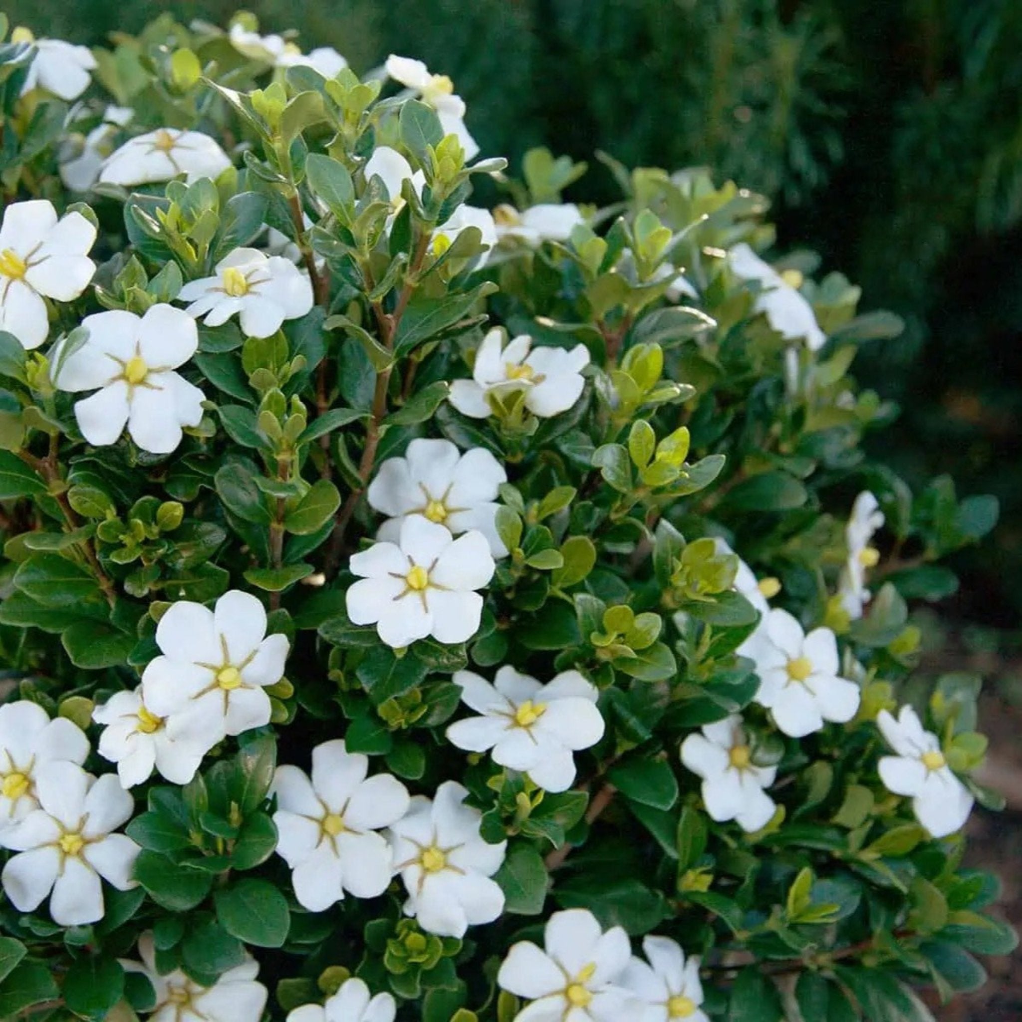 ScentAmazing® Gardenya