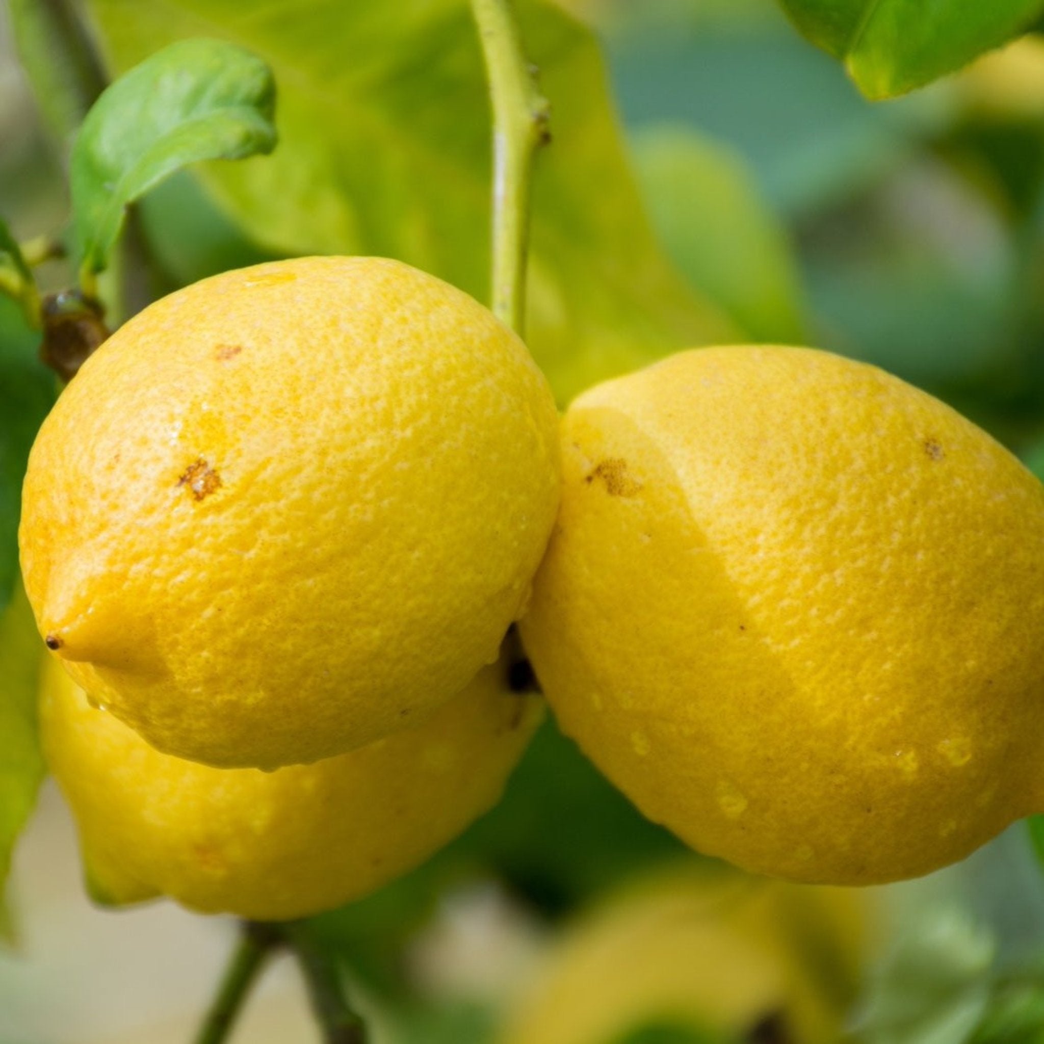 Genoa Limon Ağacı