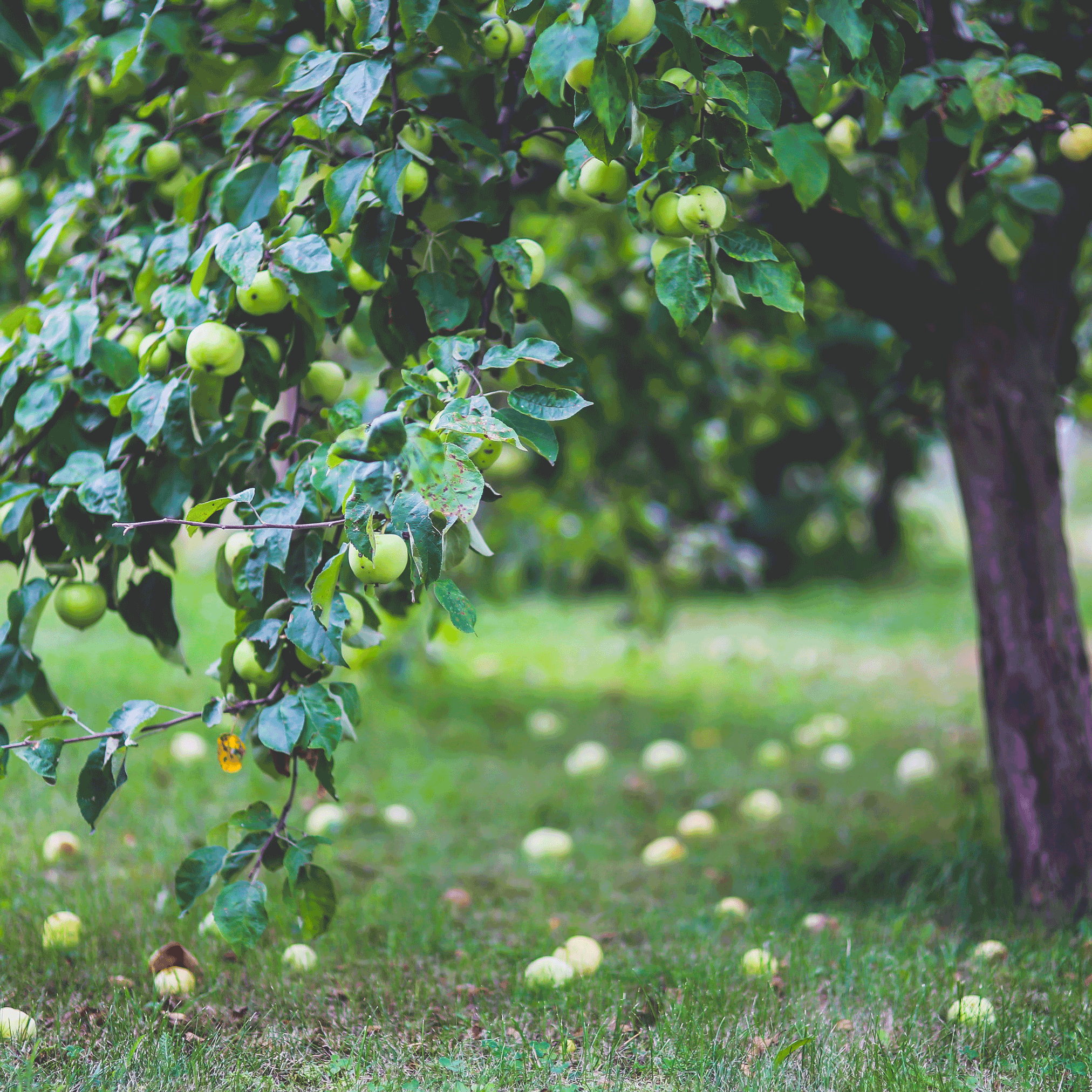Apple Orchard (Elma Bahçesi) Paketi