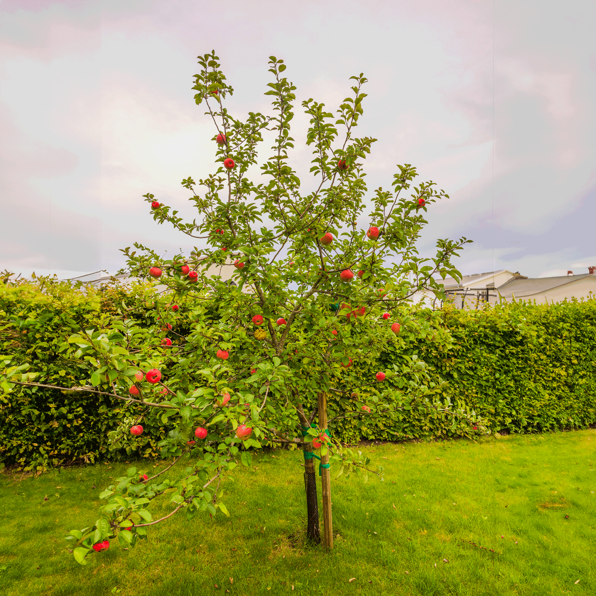 Apple Orchard (Elma Bahçesi) Paketi