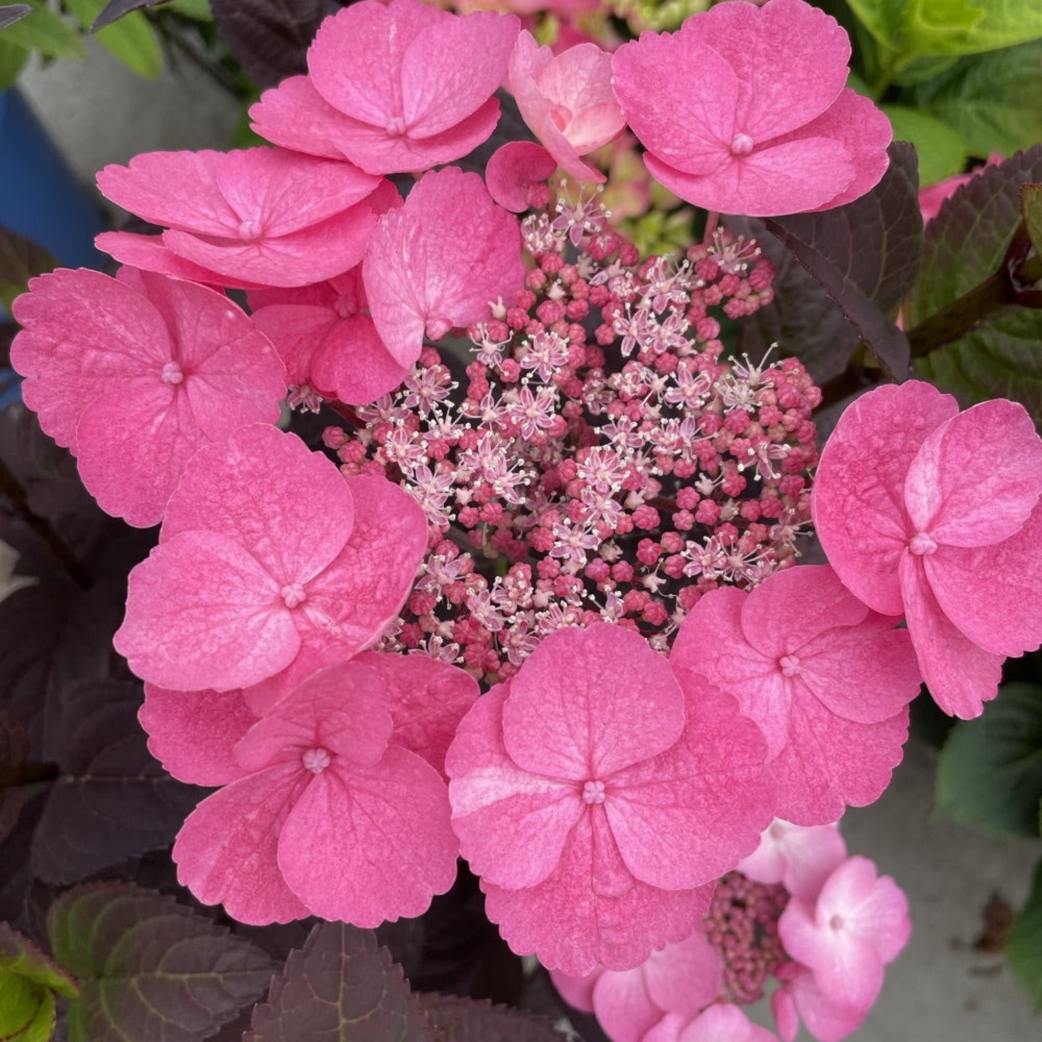 Pink Dynamo™ Ortanca
