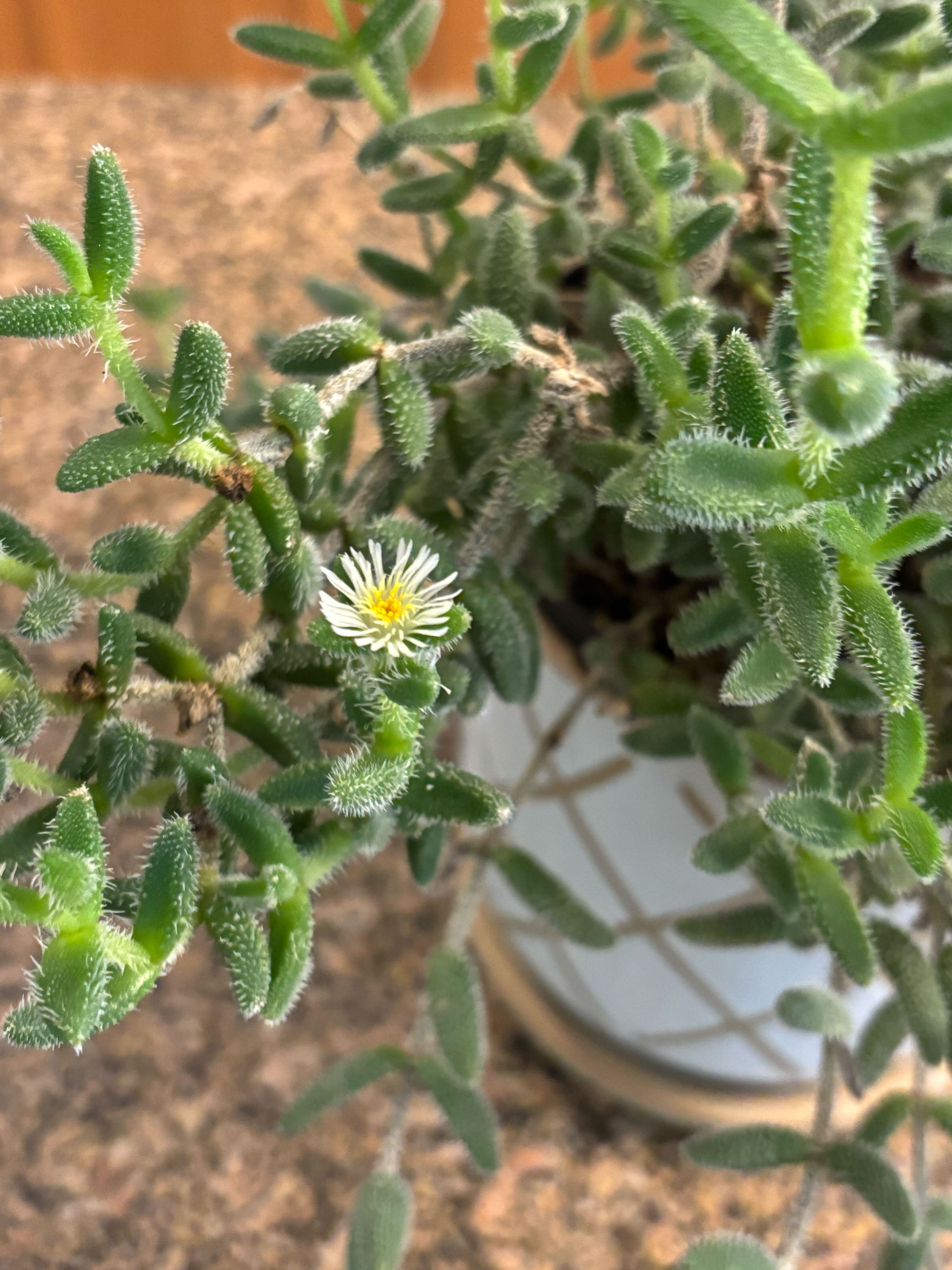 Pickle Plant (Turşu Bitkisi)