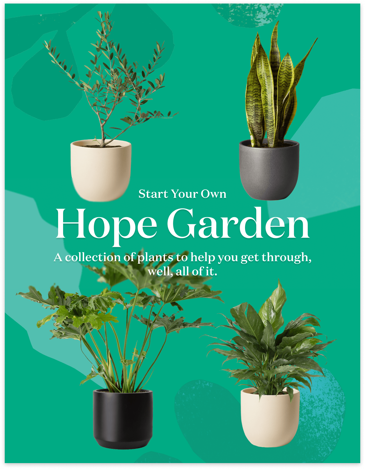 ‘Hope Garden’ Ev Bitkisi Seti