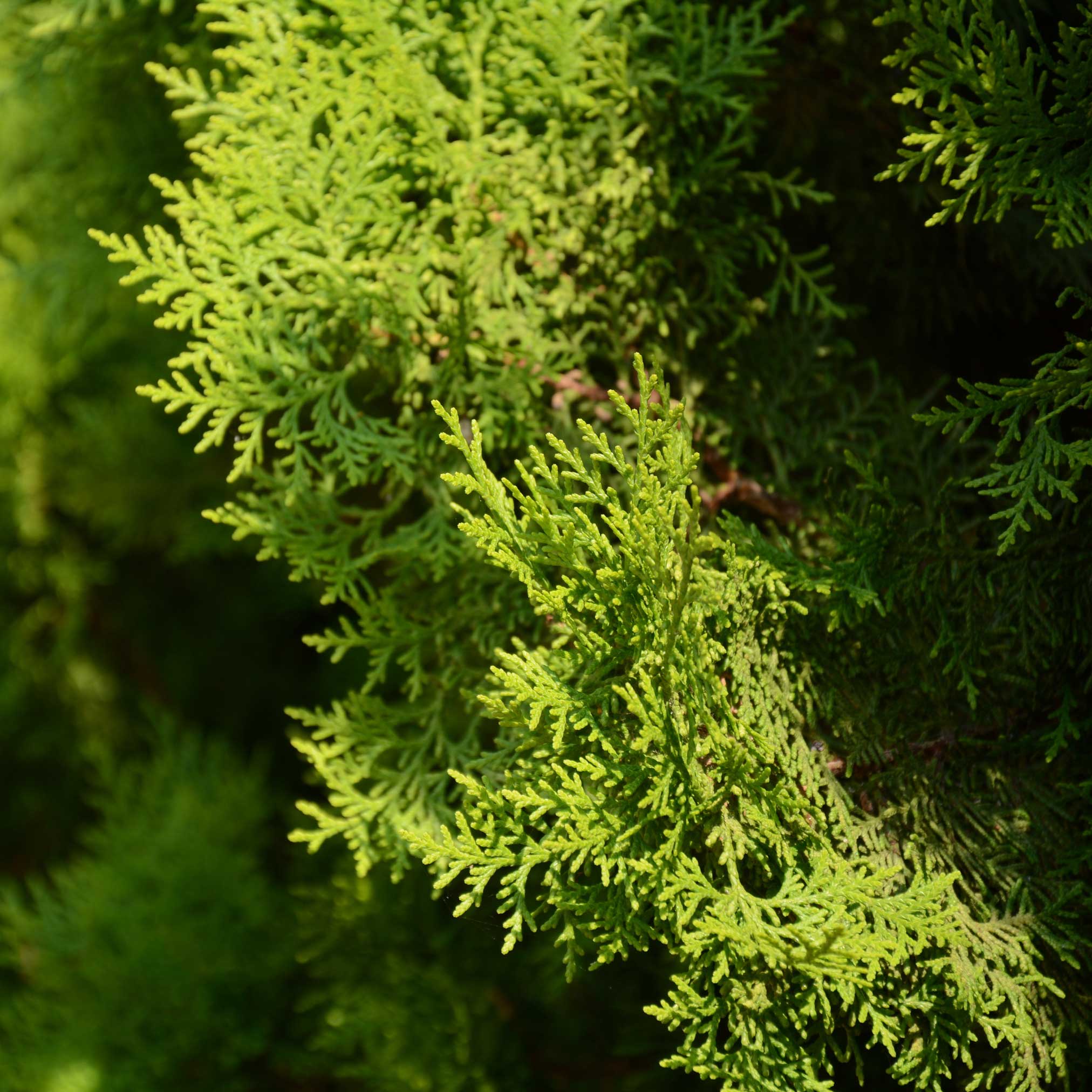 İtalyan Selvisi (Italian Cypress)
