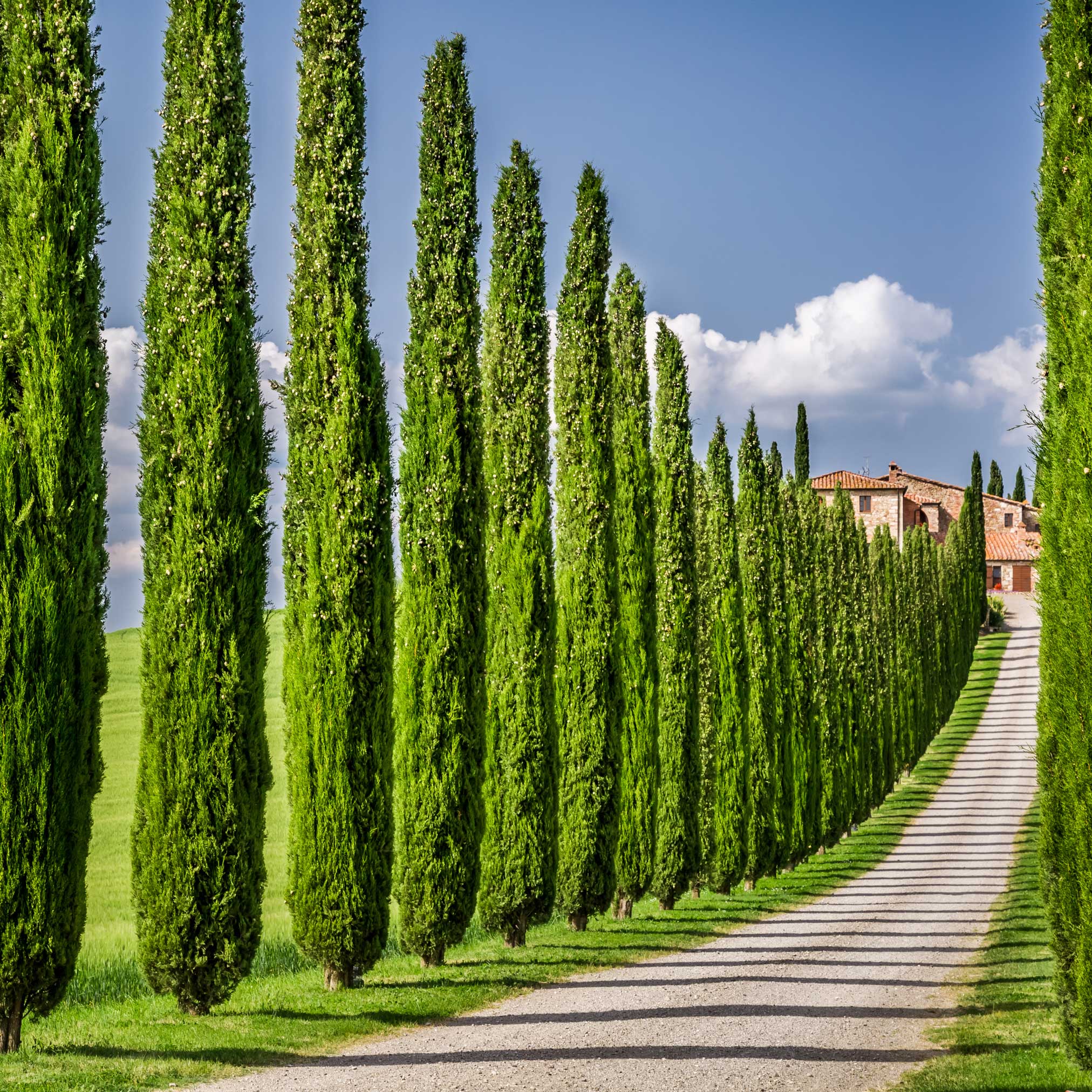 İtalyan Selvisi (Italian Cypress)