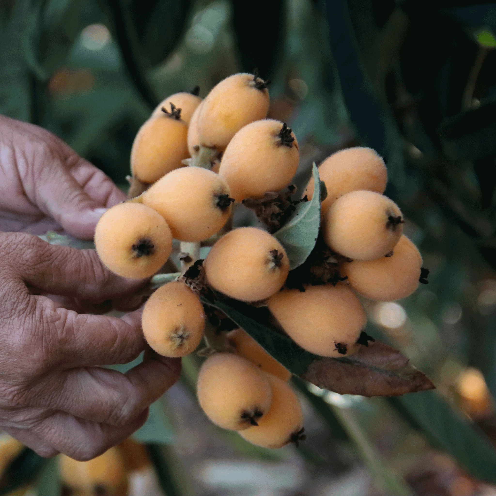 Japon Malta Eriği (Eriobotrya japonica)