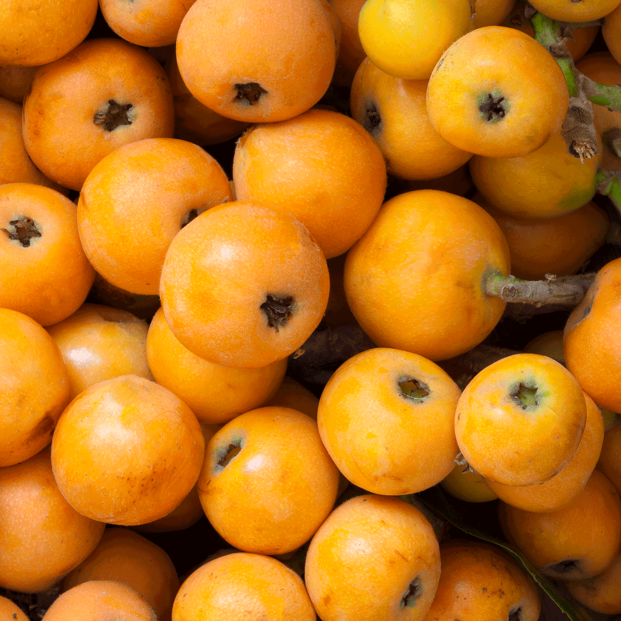 Japon Malta Eriği (Eriobotrya japonica)