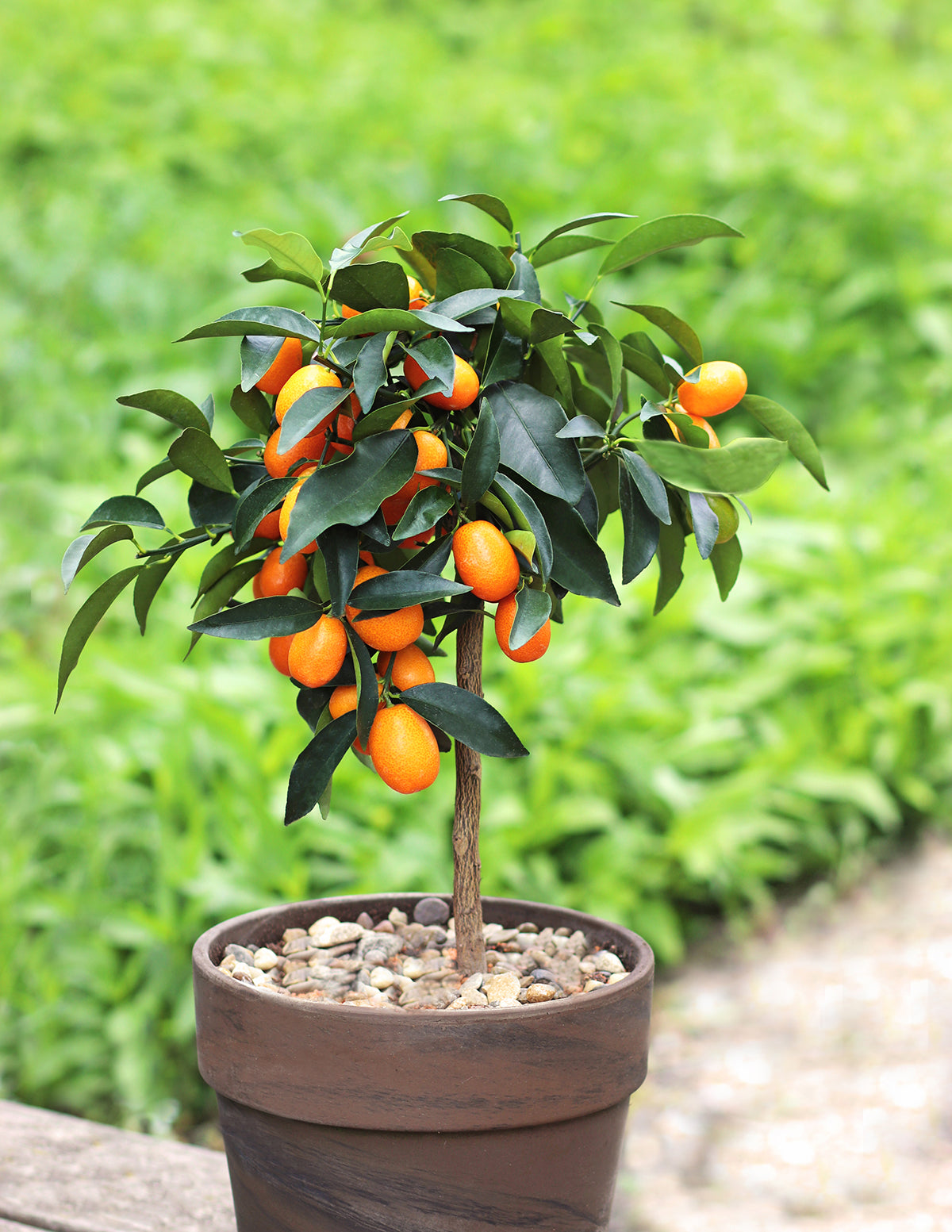 Fukushu Kumquat Ağacı