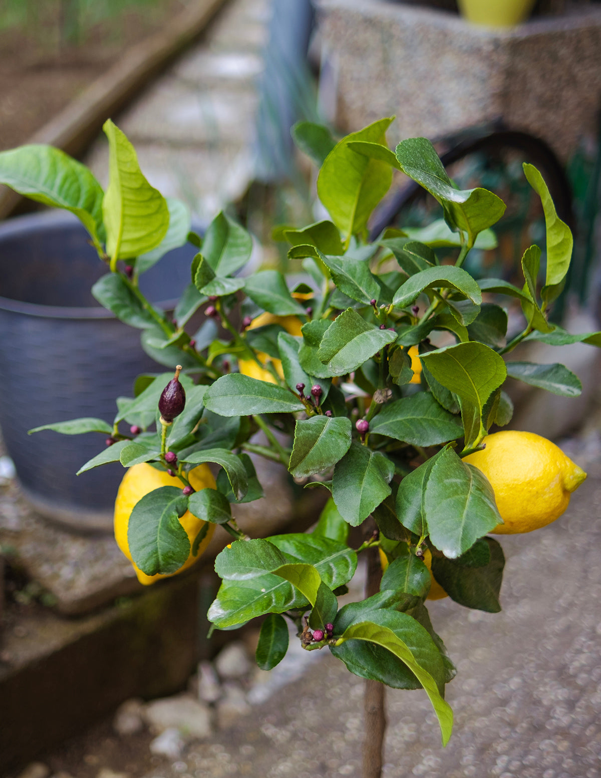 Eureka Limon Ağacı