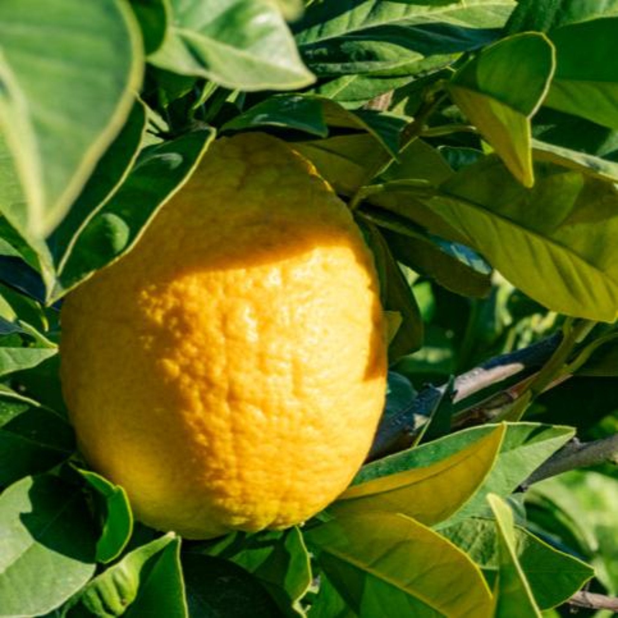 Lisbon Limon Ağacı